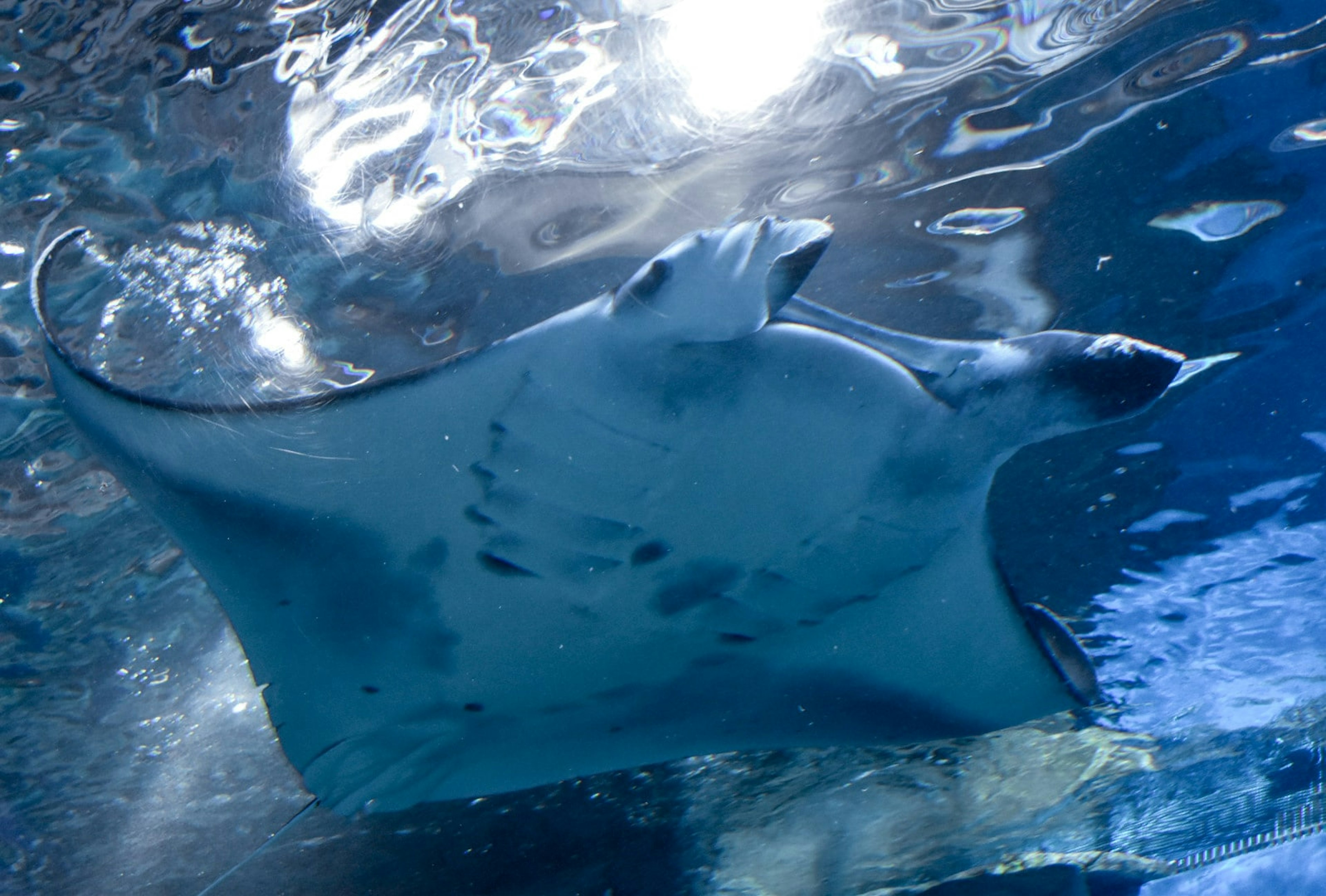 Ein klares Bild eines Mantas, der im blauen Wasser schwimmt