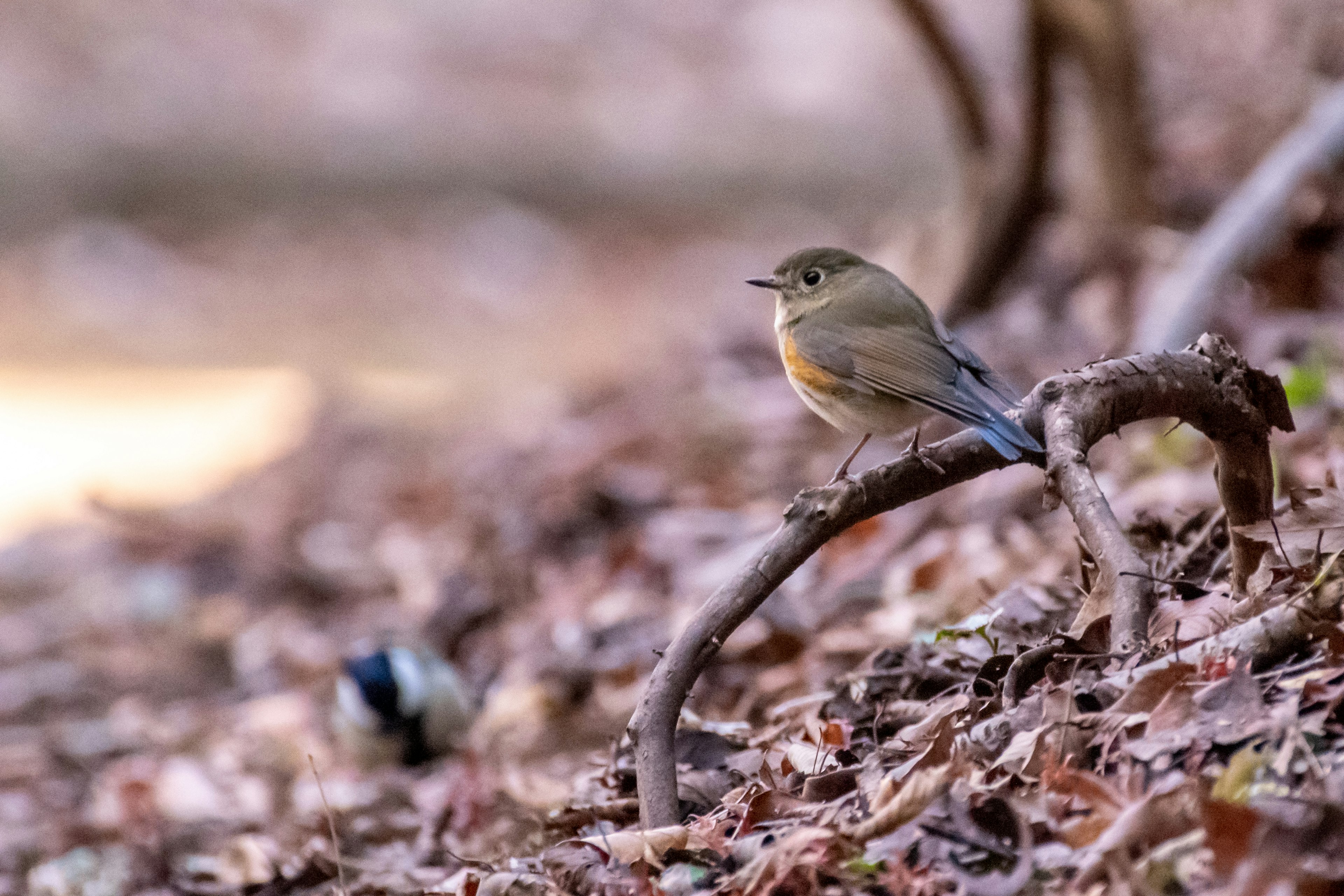 Un petit oiseau perché sur une branche parmi des feuilles mortes dans un cadre naturel