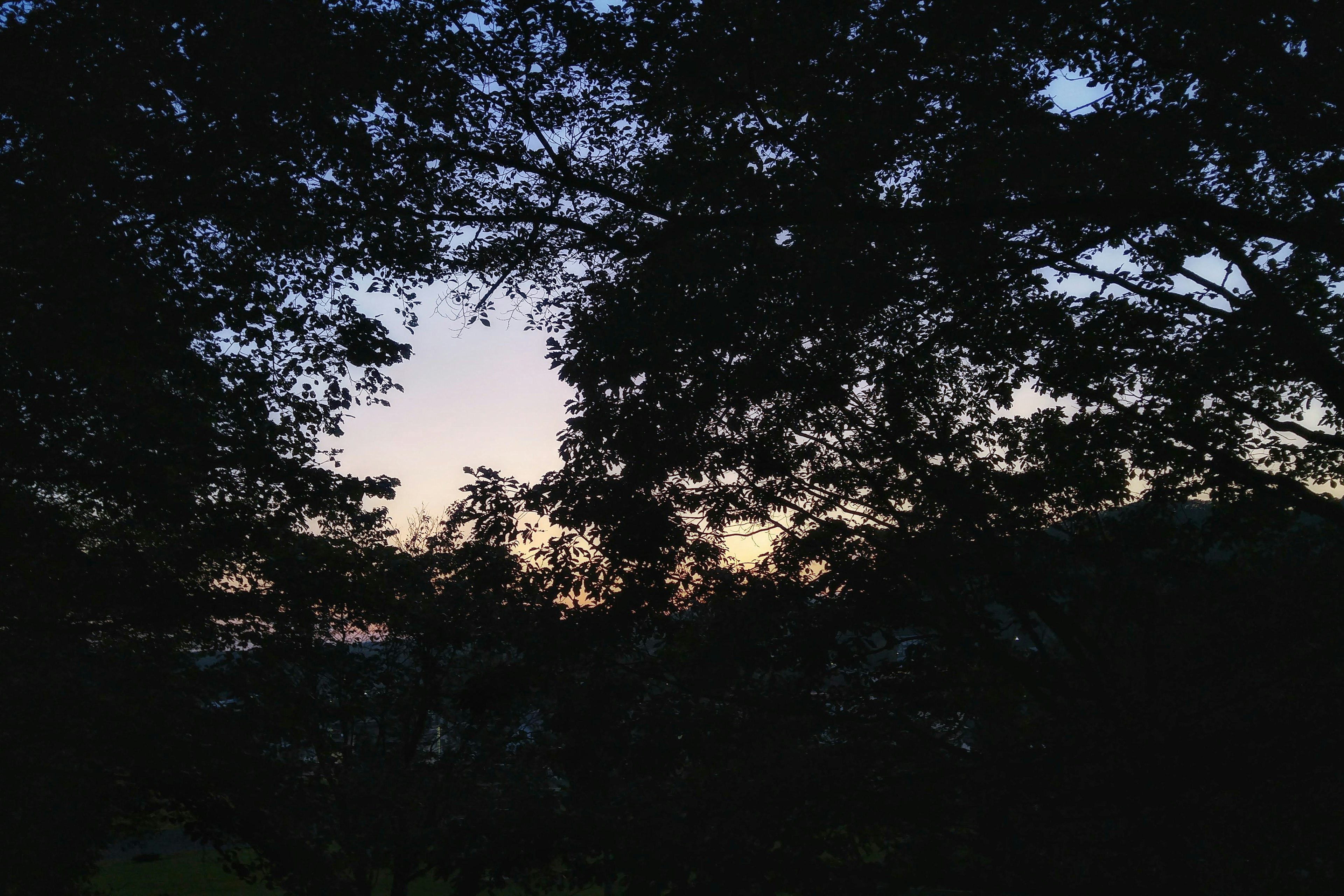 Landschaft, umrahmt von Bäumen in der Dämmerung