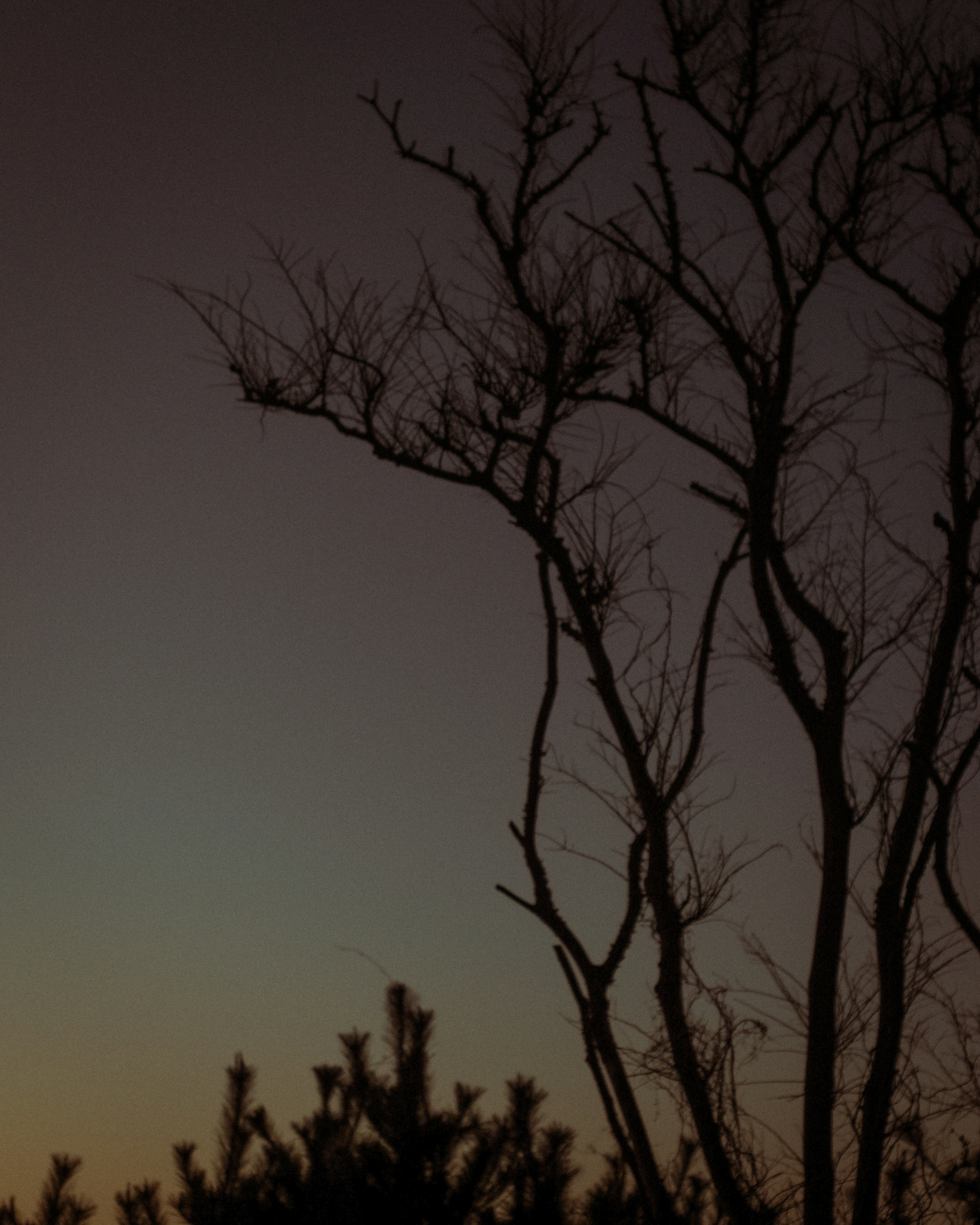 Silhouette von Baumästen vor einem Dämmerungshimmel