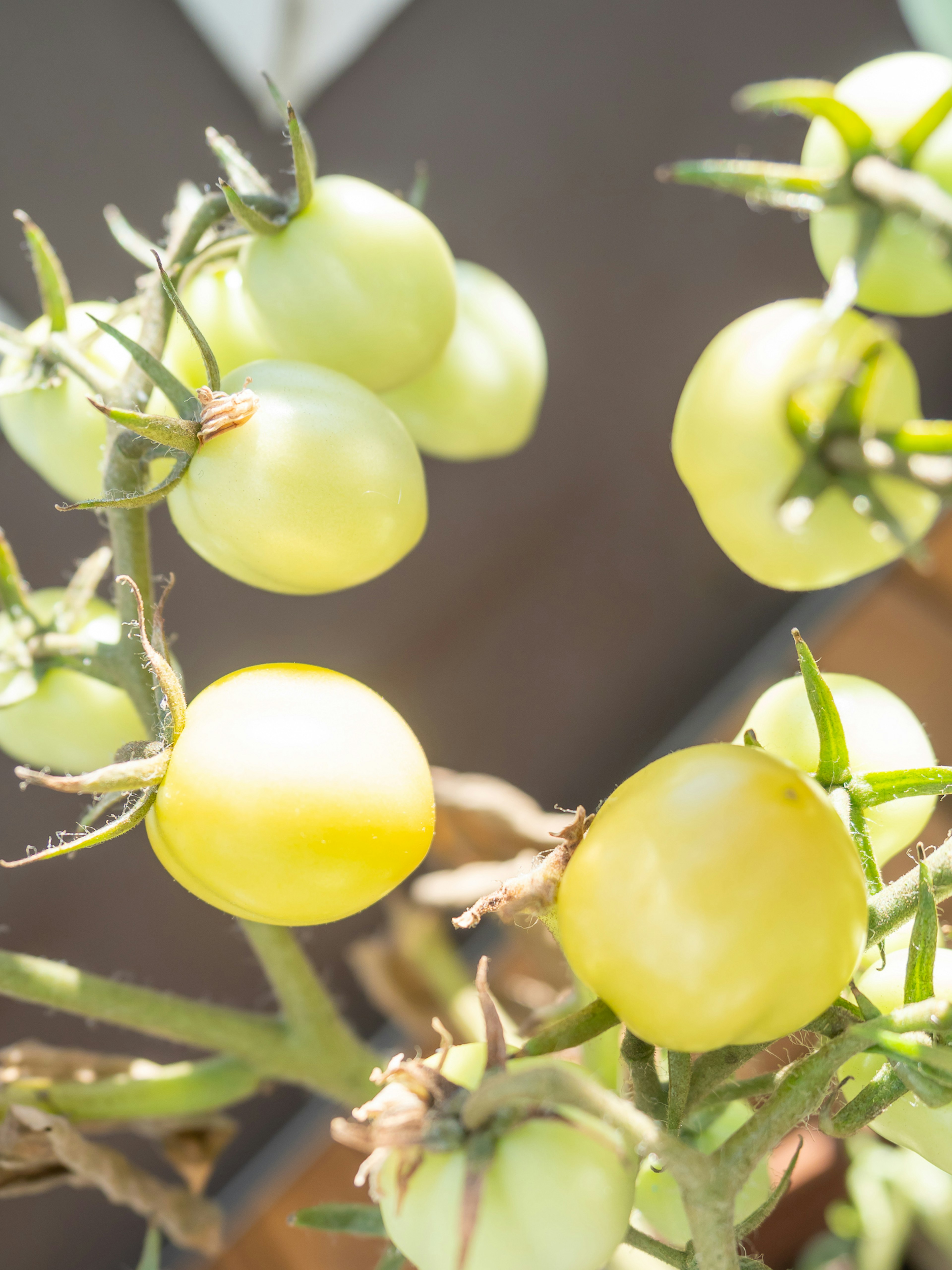 Un primer plano de tomates verdes creciendo en una planta