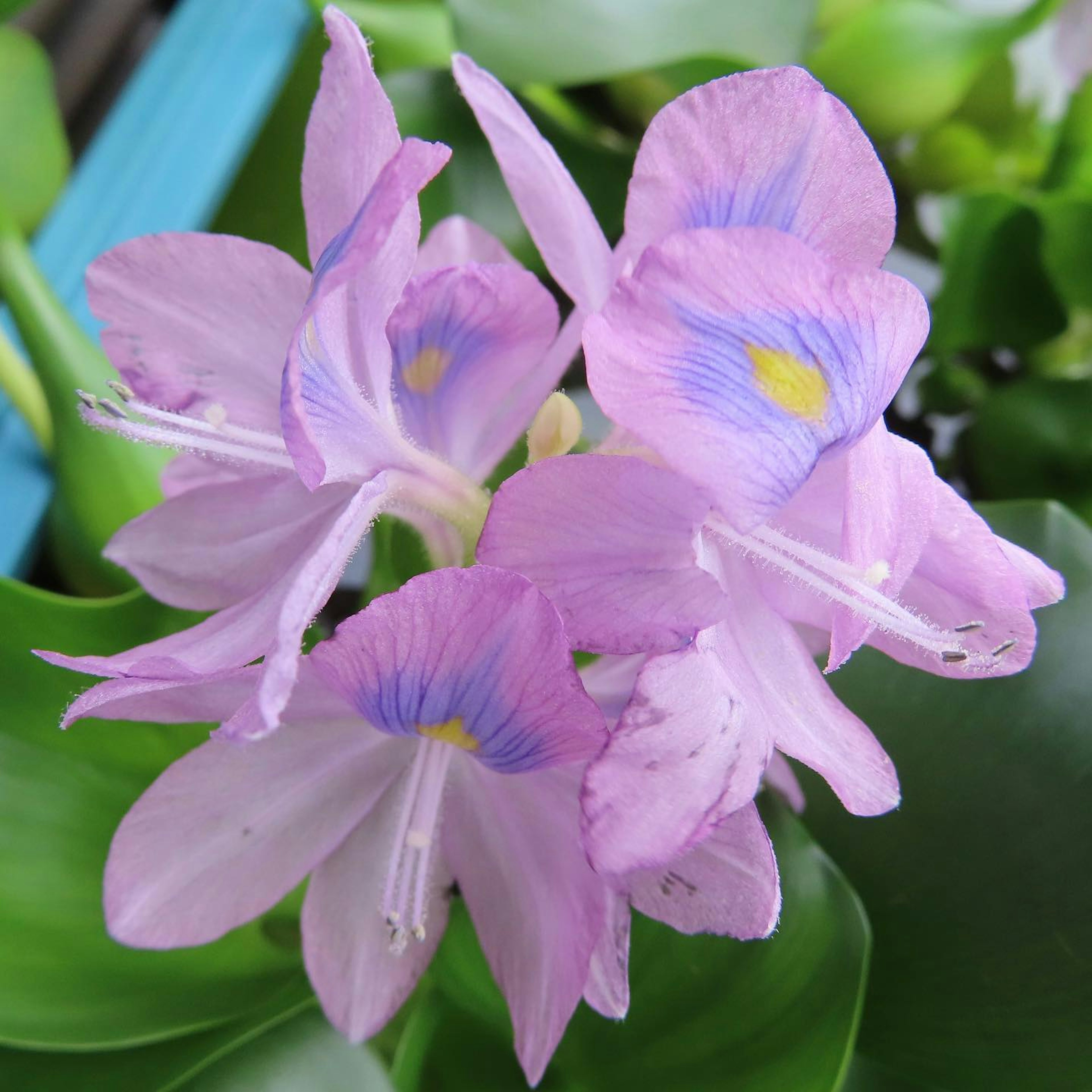 Close-up bunga pink cantik dengan aksen kuning