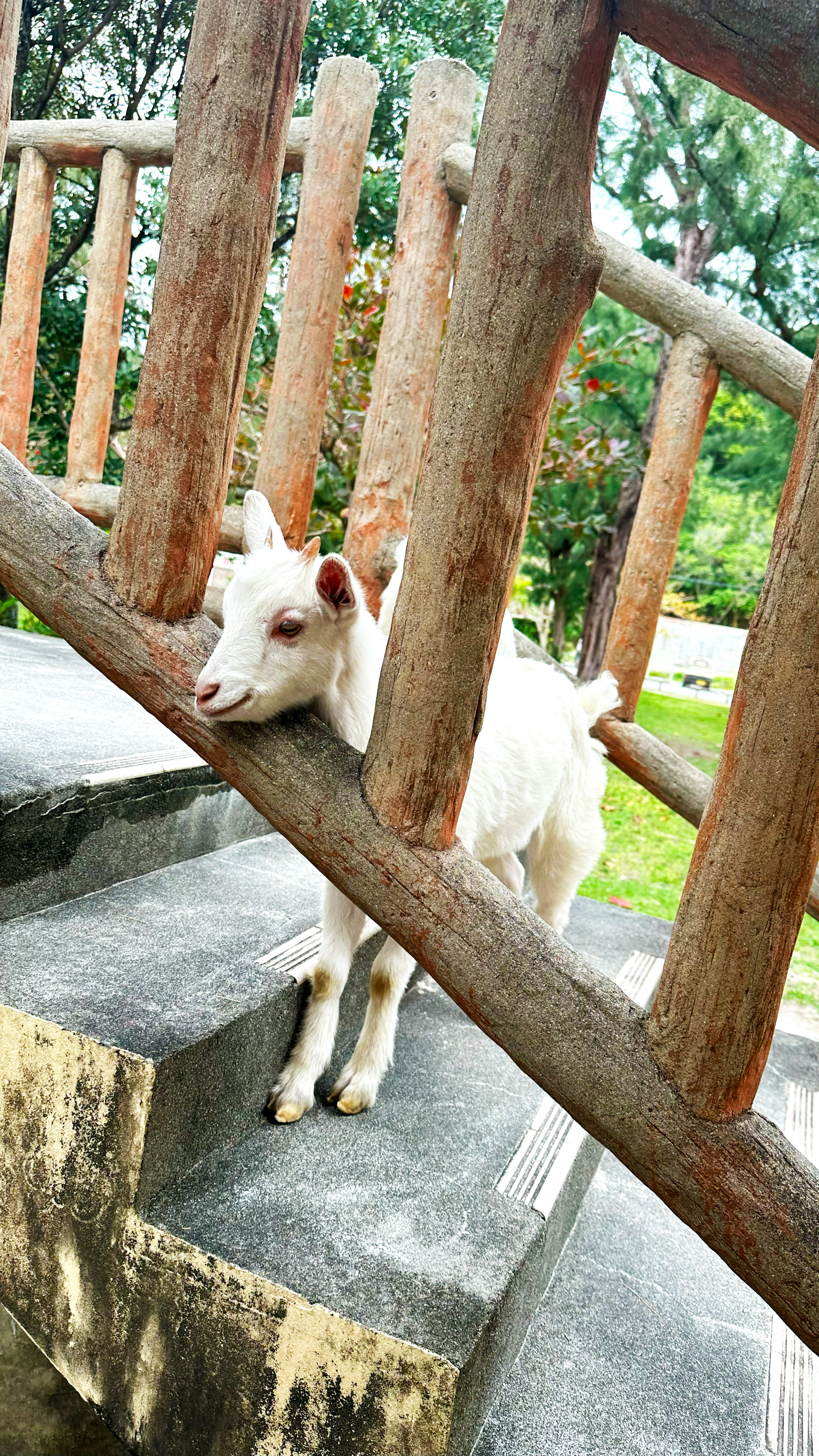 Cabrito blanco entre la barandilla de madera en las escaleras con fondo verde