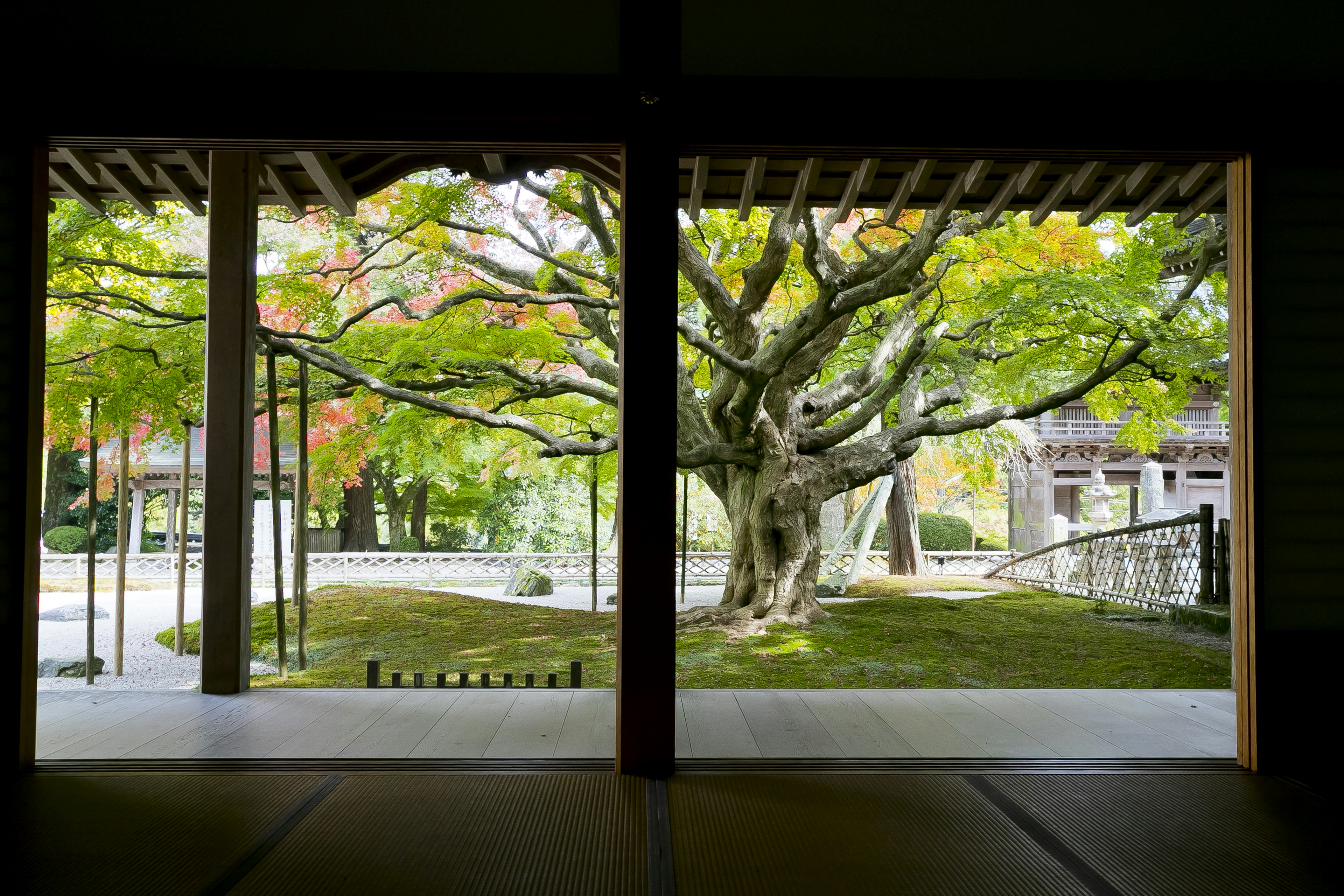 Pemandangan interior bangunan tradisional Jepang yang menghadap pohon hijau di taman