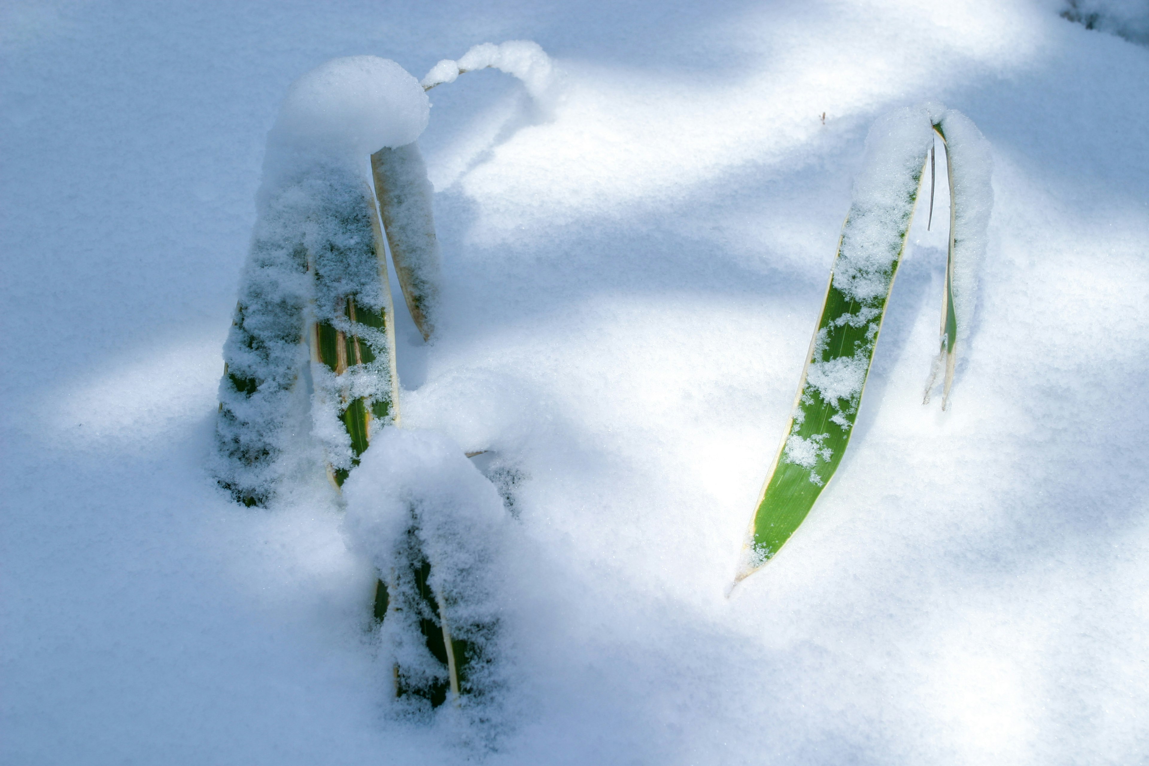 Green leaves partially covered by snow in a winter scene