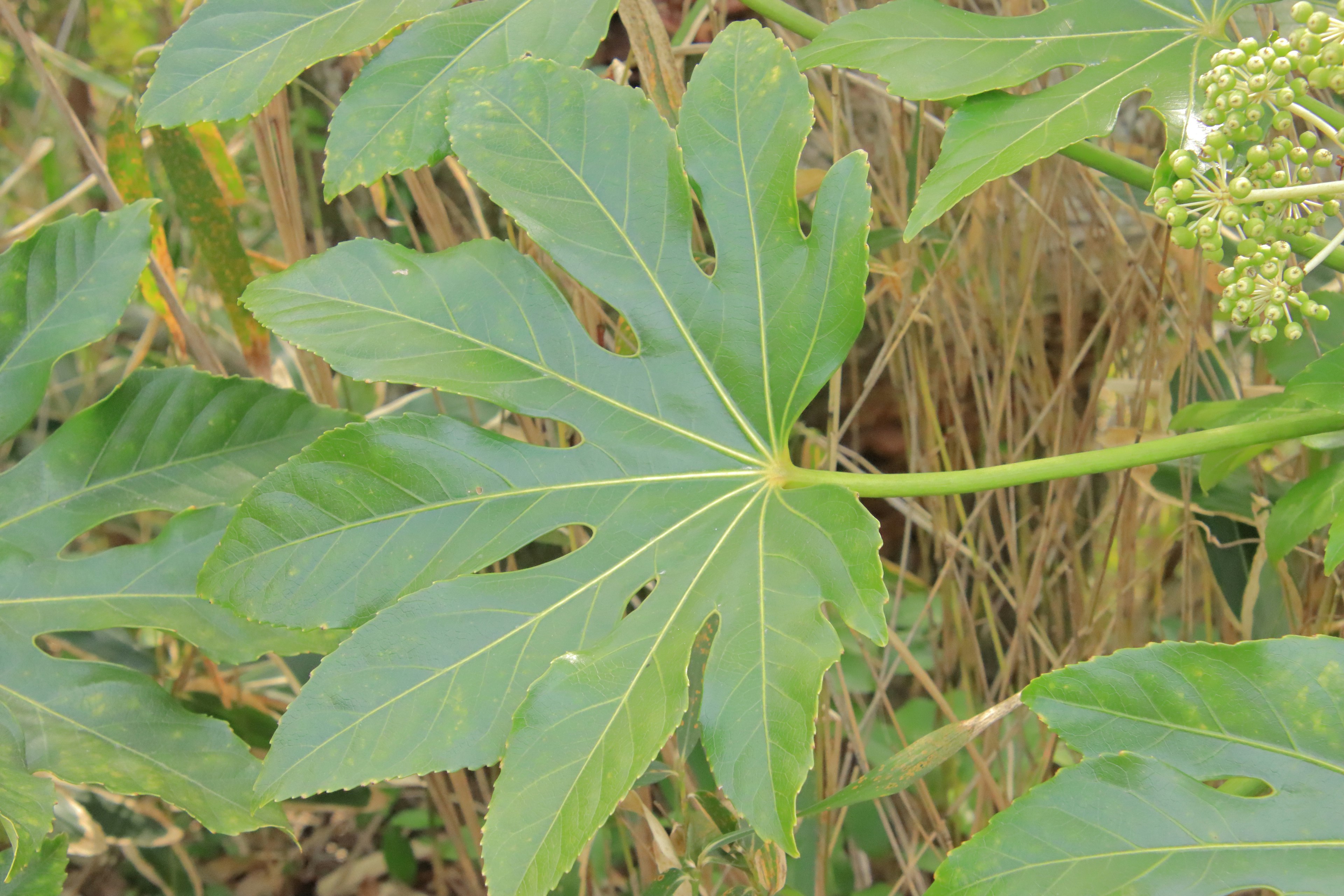 Detailed view of a green papaya leaf