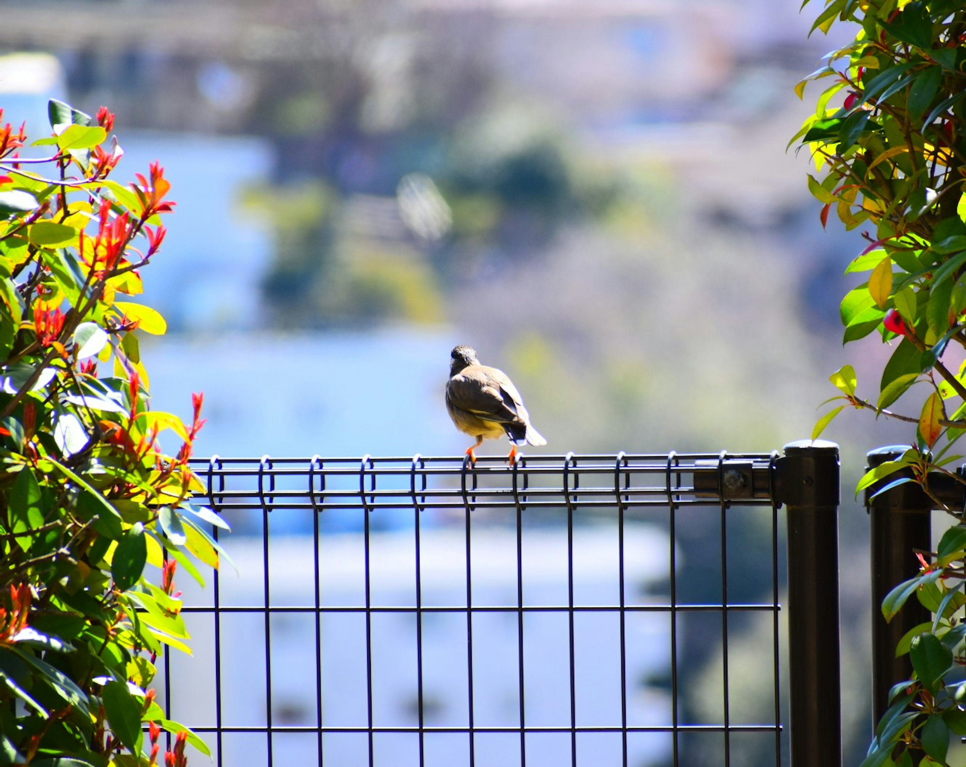 A bird perched on a fence surrounded by colorful foliage