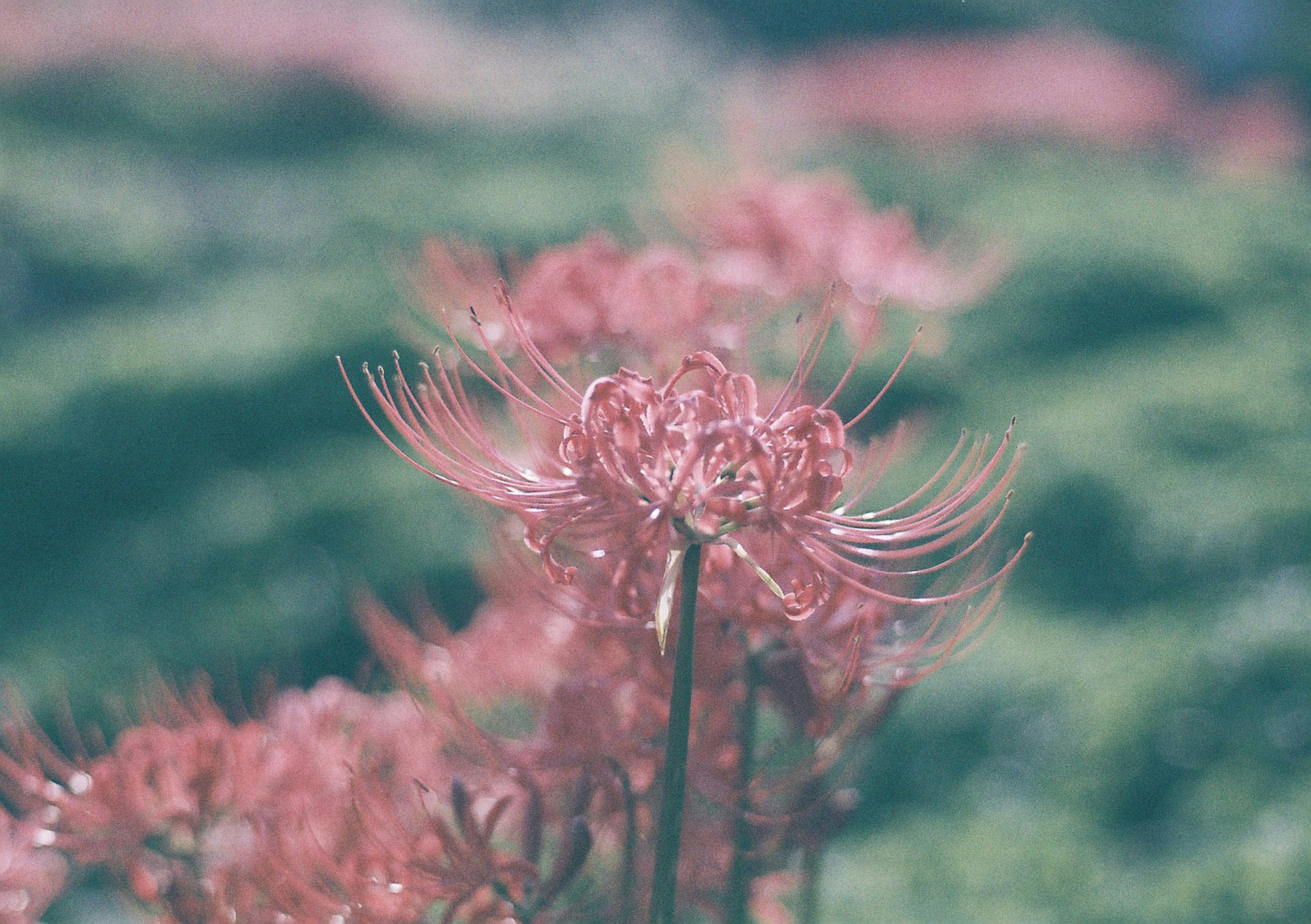 薄いピンクの花が咲いている背景に緑の葉が広がる風景