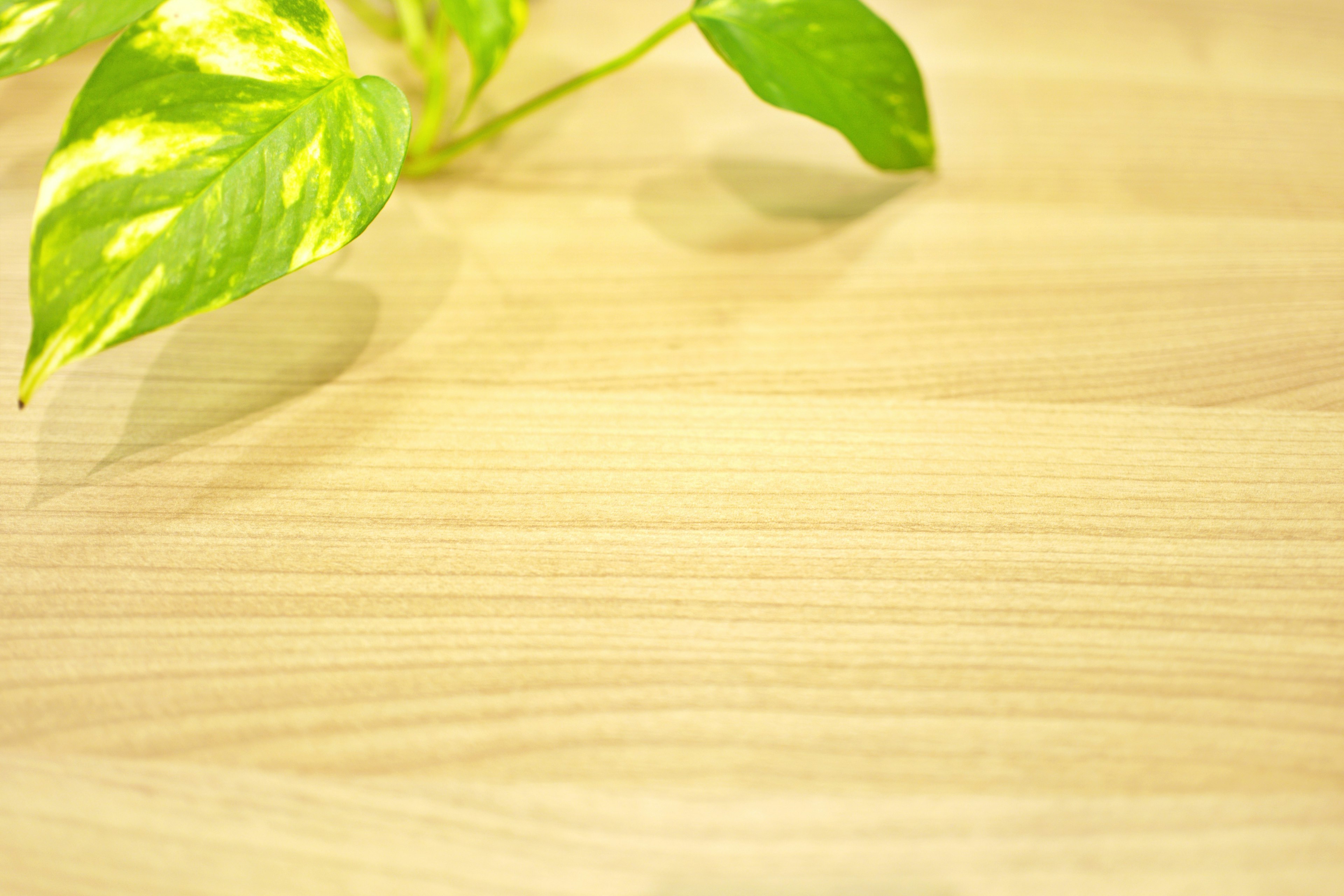 Green leaf plant on a wooden table