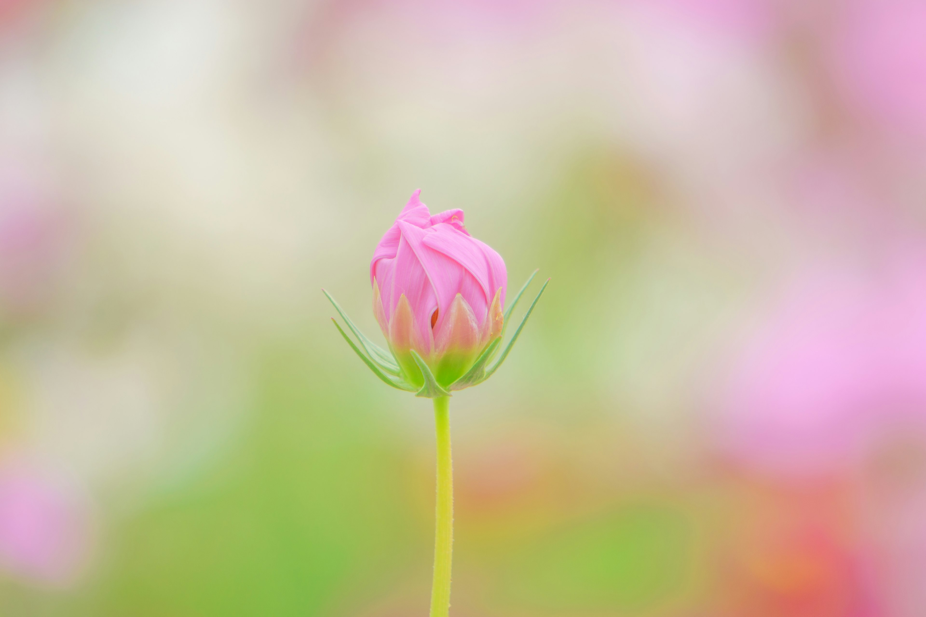 淡いピンクのつぼみの花が緑の茎から伸びている背景はぼやけた色合い