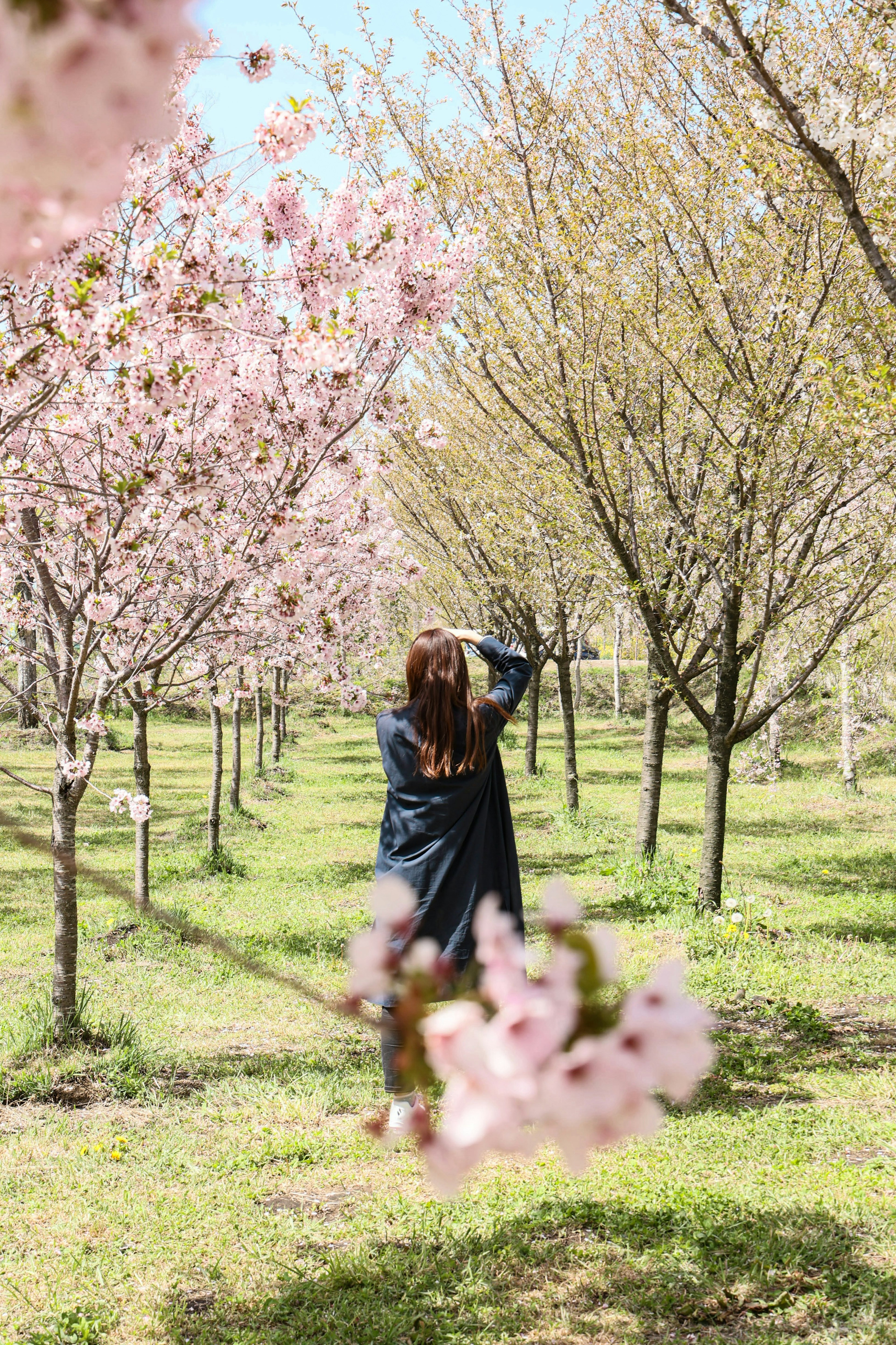 Seorang wanita berdiri di antara pohon sakura memegang kamera