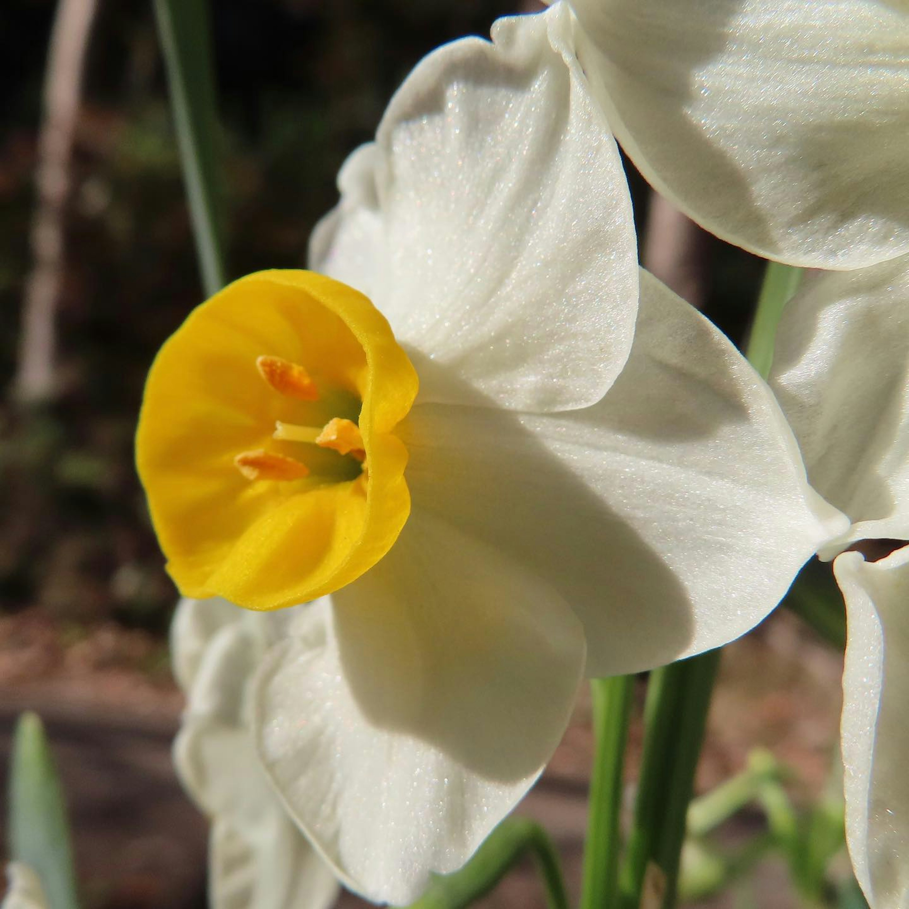 Fiore di narciso bianco con un centro giallo