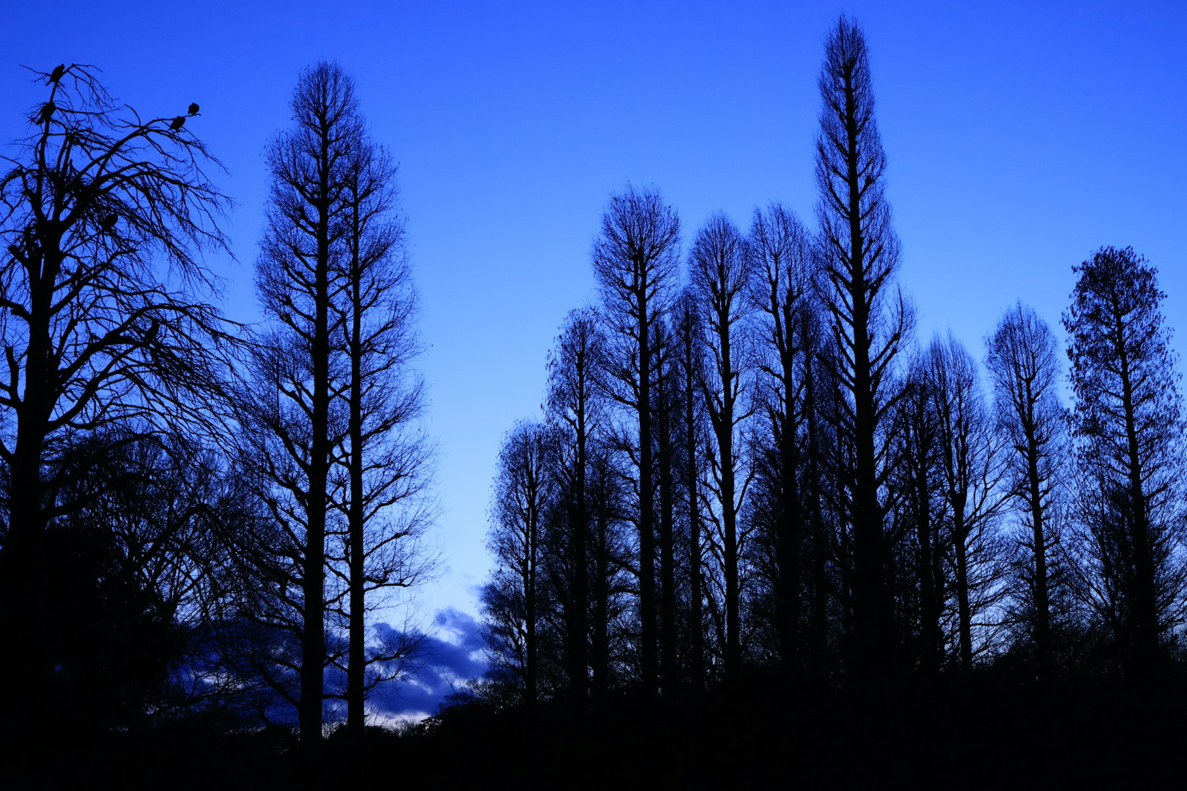 Silhouette of tall slender trees against a blue sky