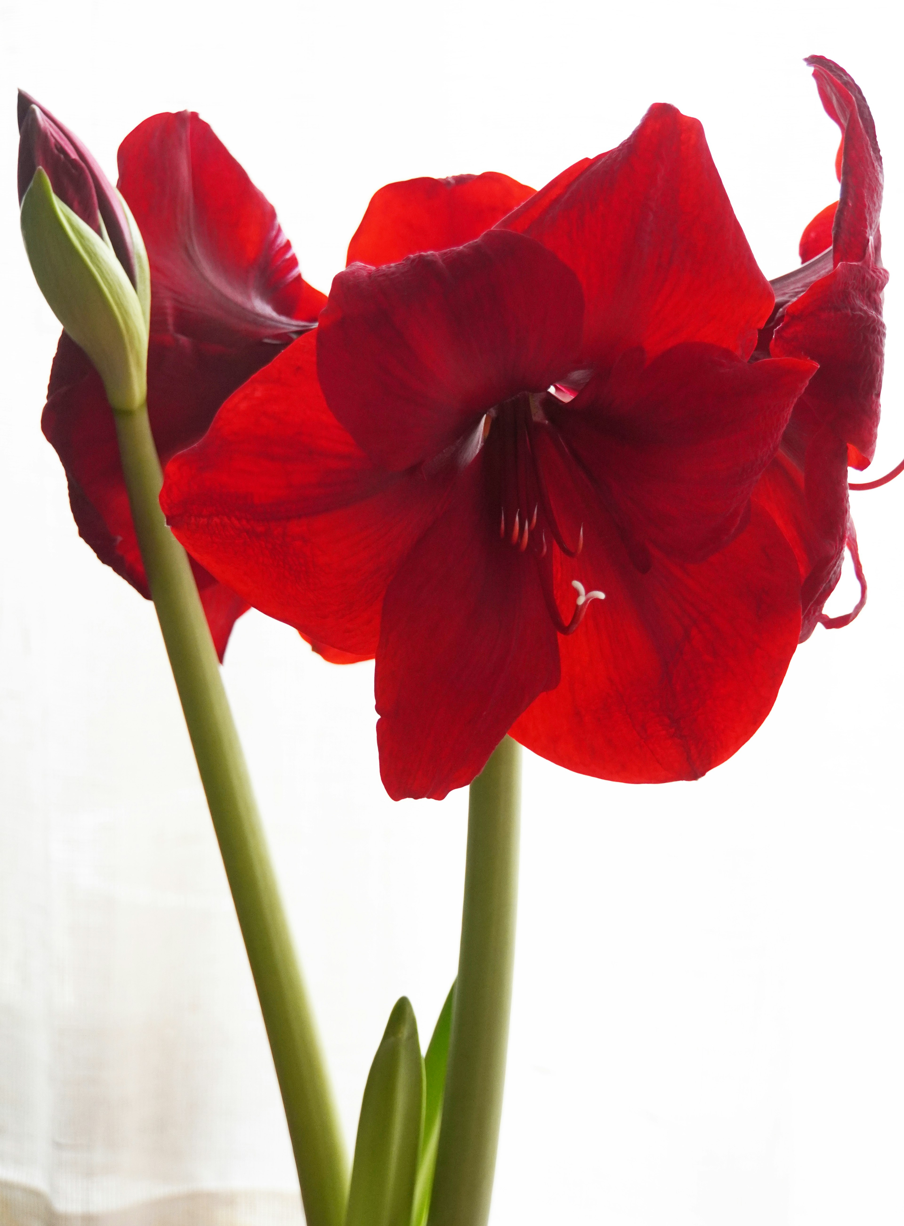 Helle rote Amaryllisblüten, die in der Nähe eines Fensters blühen