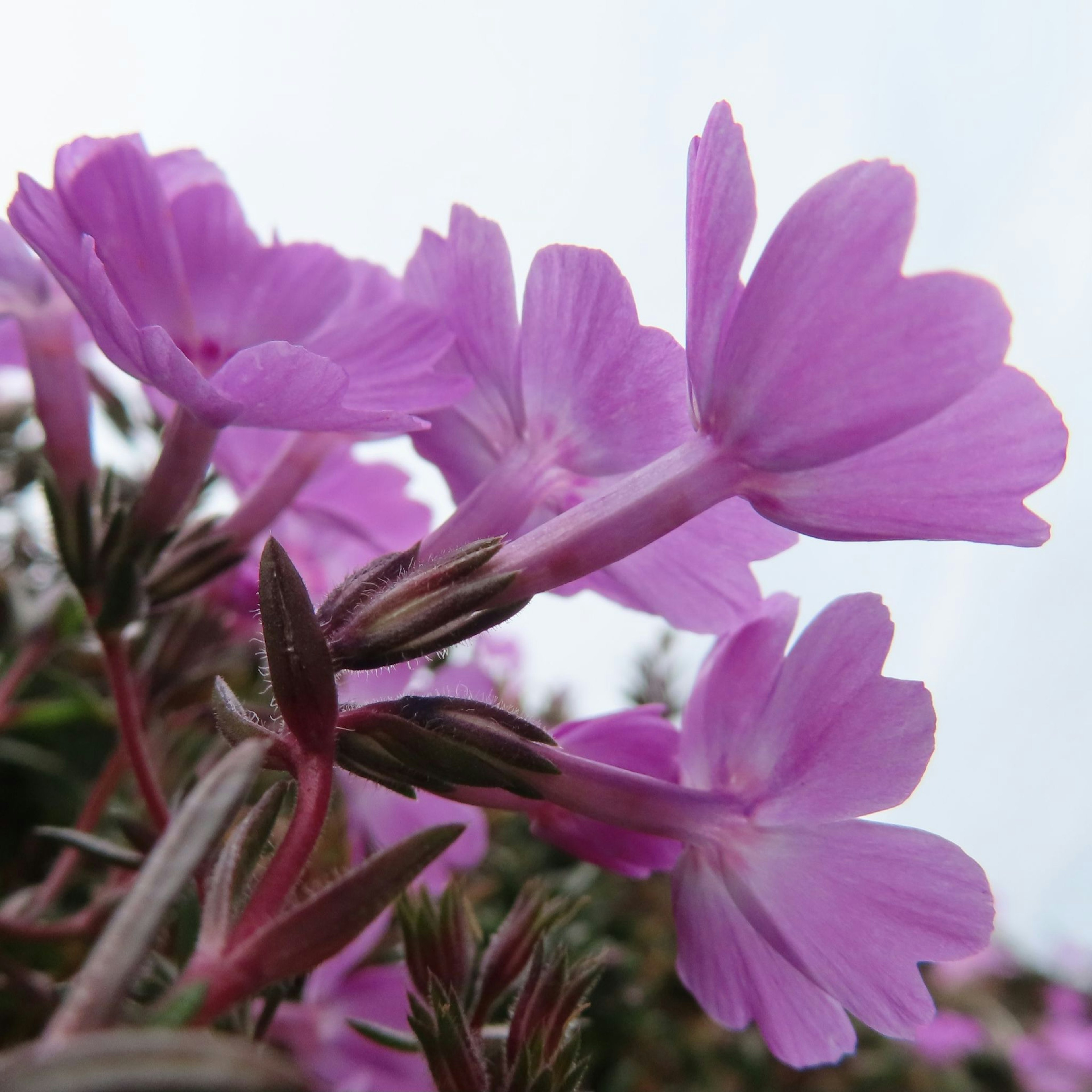 Vivaci grappoli di fiori rosa in piena fioritura