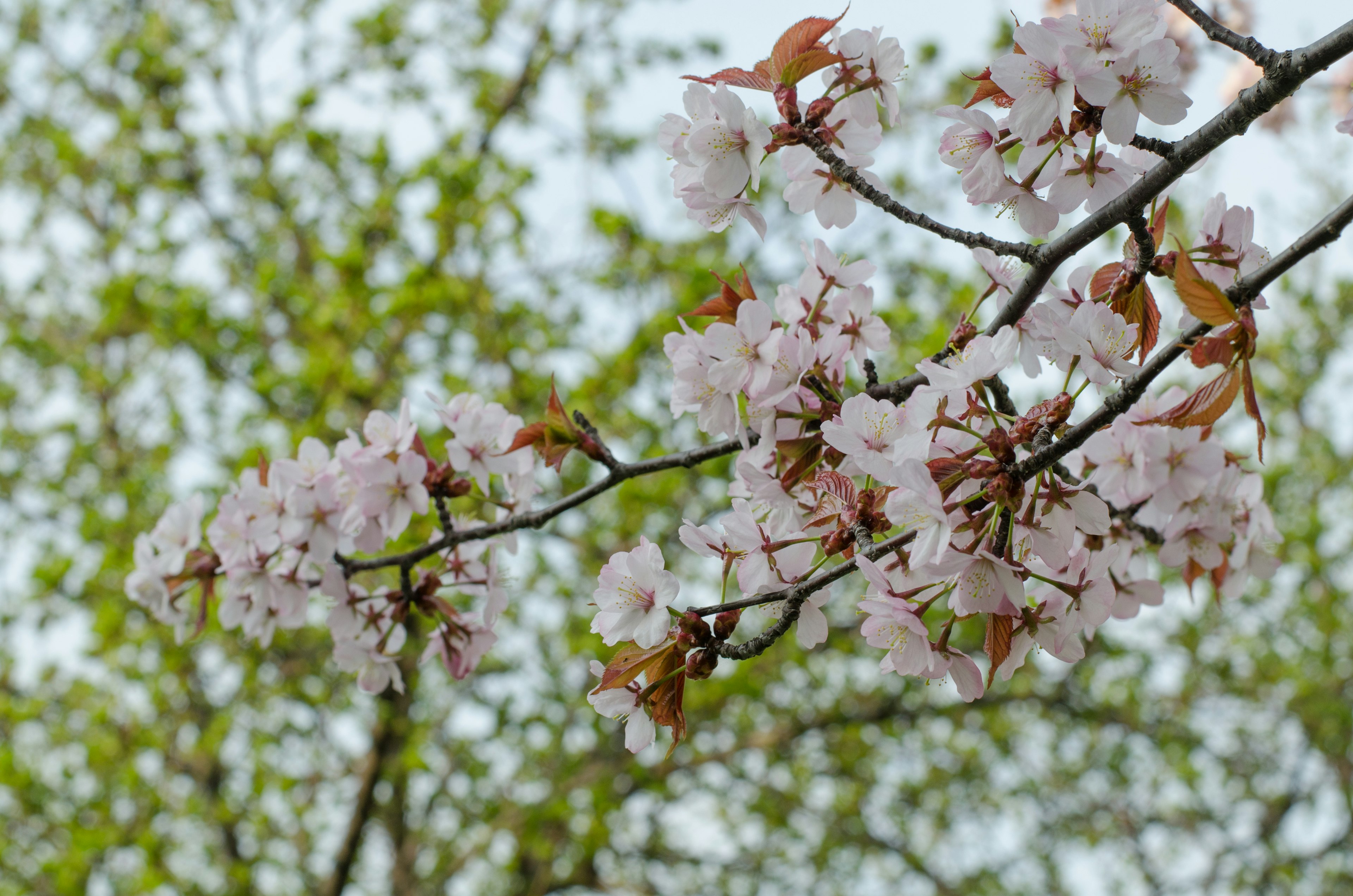 桜の花が咲いている枝のクローズアップ 緑の葉が背景にある