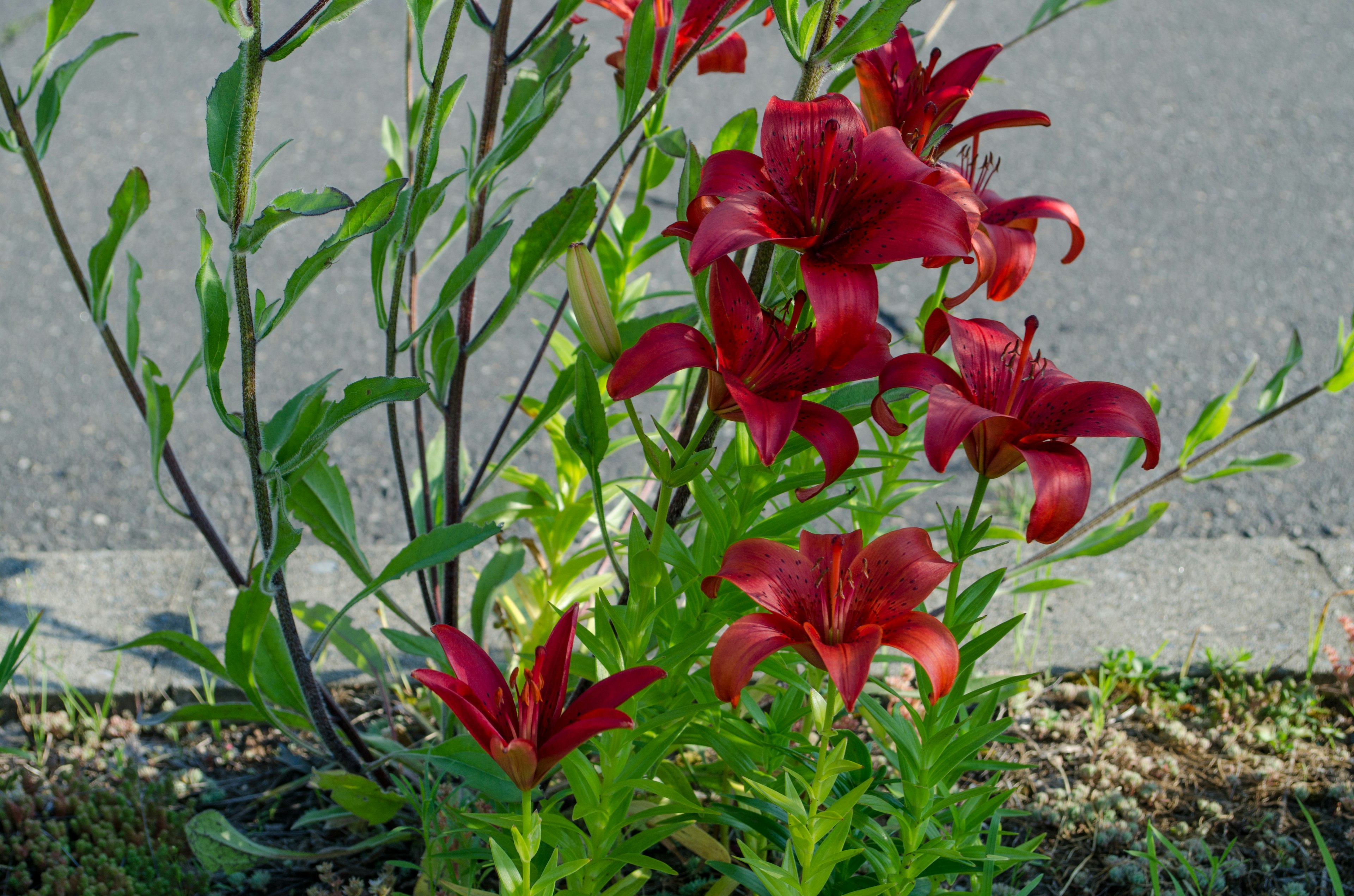 赤いユリの花が咲いている植物のクローズアップ