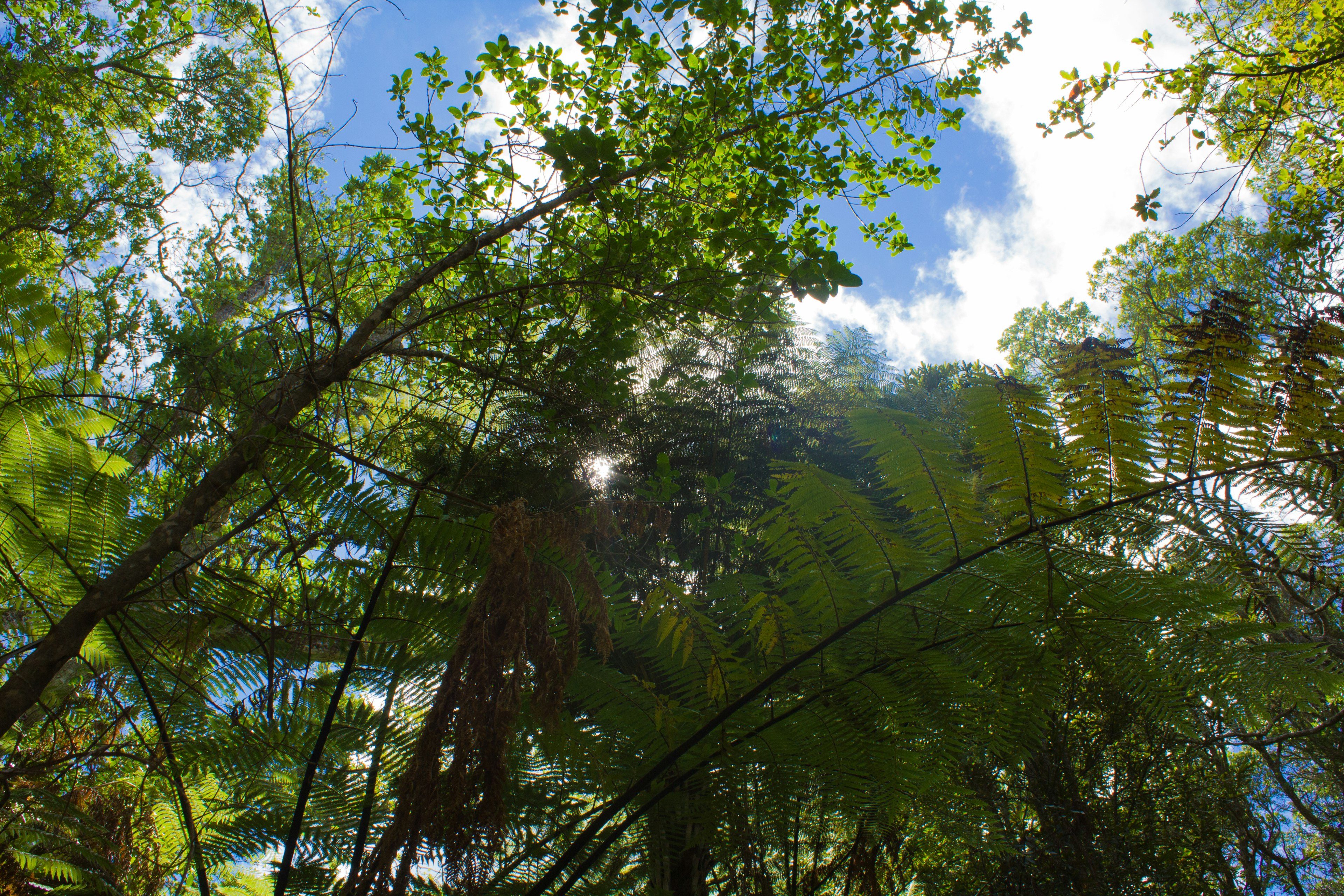 Guardando il cielo blu e le nuvole attraverso alberi verdi lussureggianti