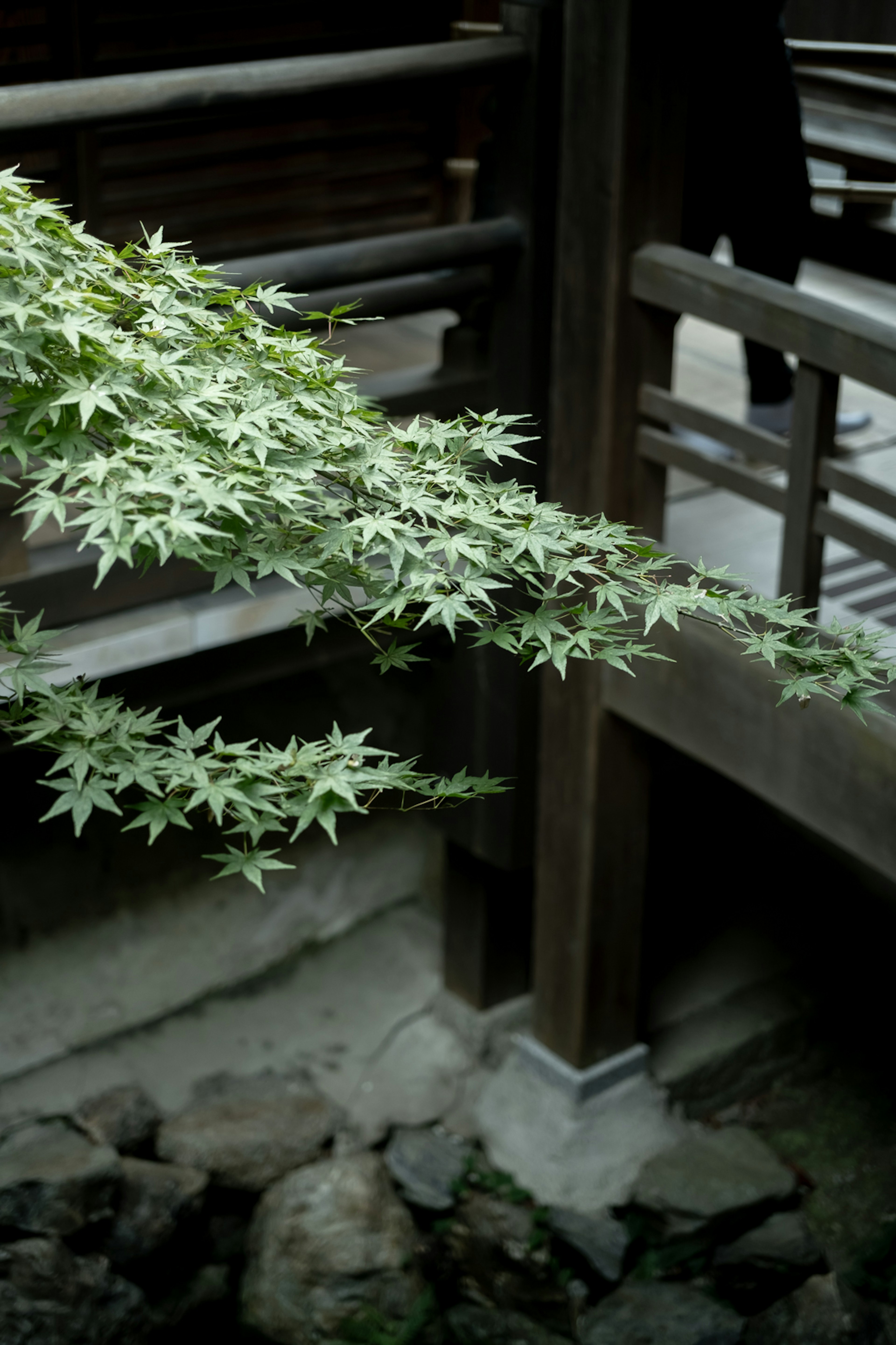 Rama de hojas de arce verdes con una estructura de puente de madera