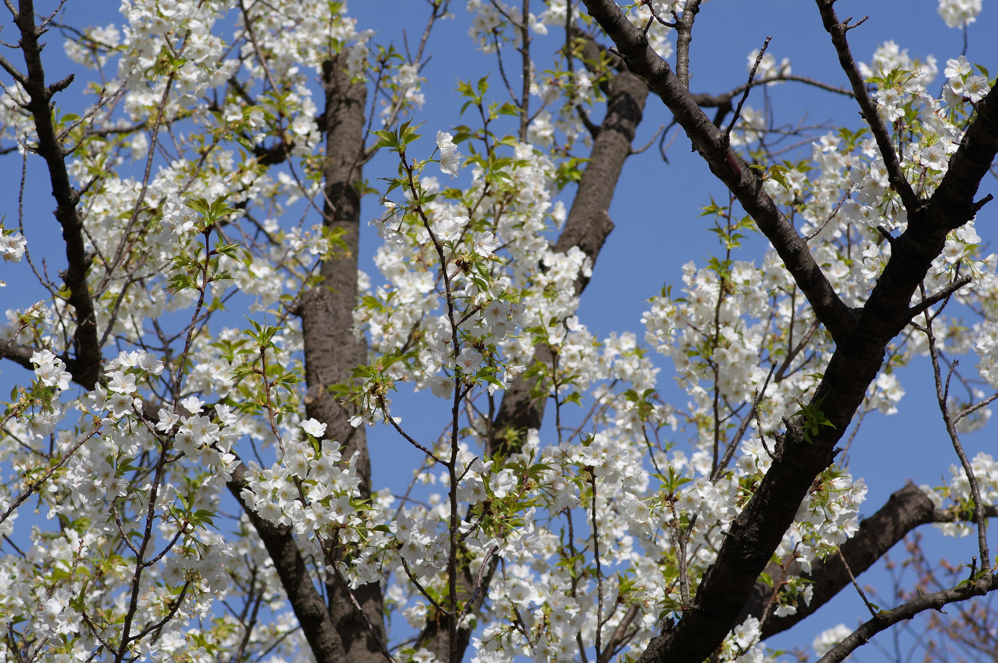 Branches d'un arbre ornées de fleurs blanches sur un ciel bleu