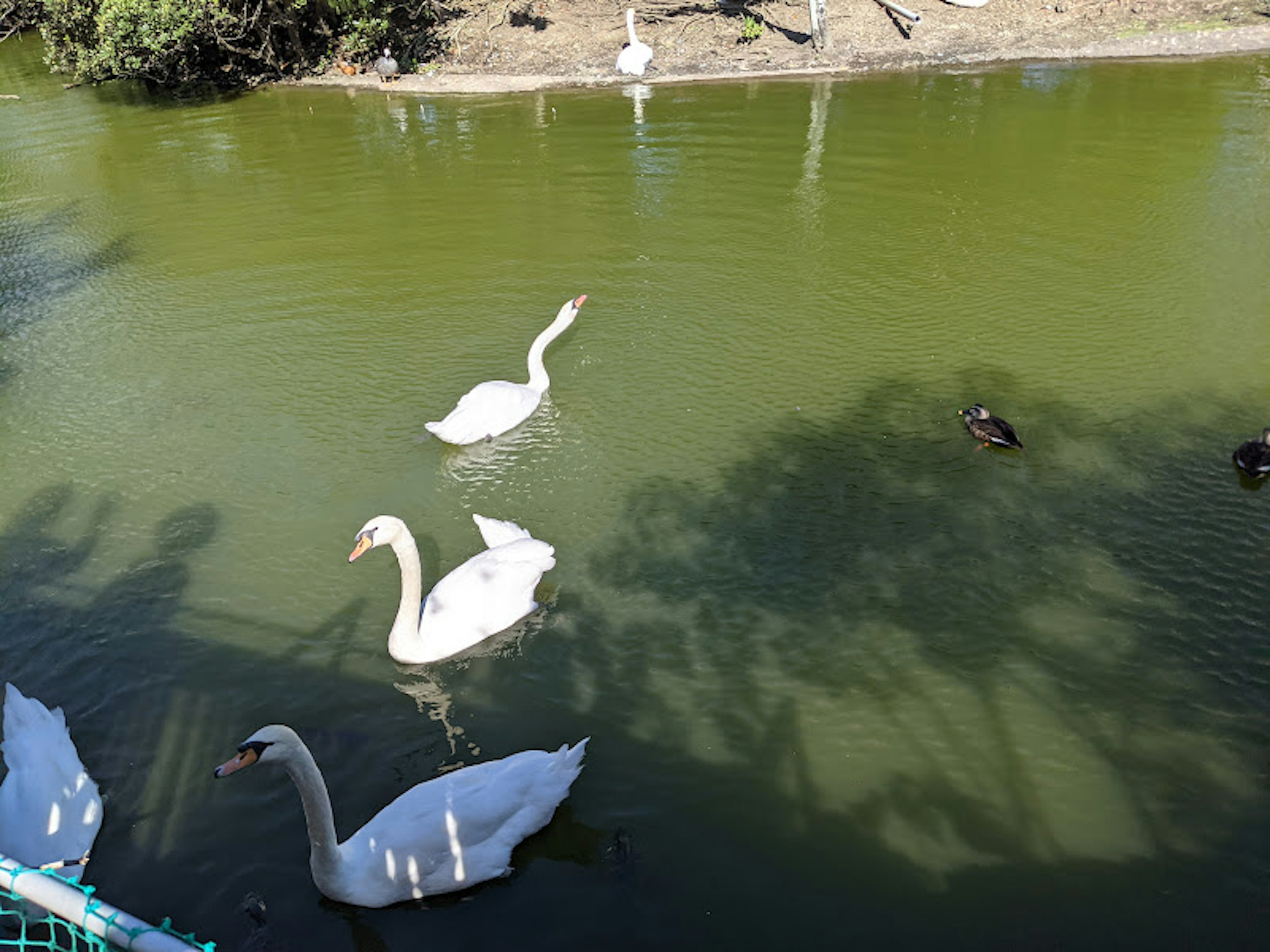 Scene of swans and ducks swimming in a green pond