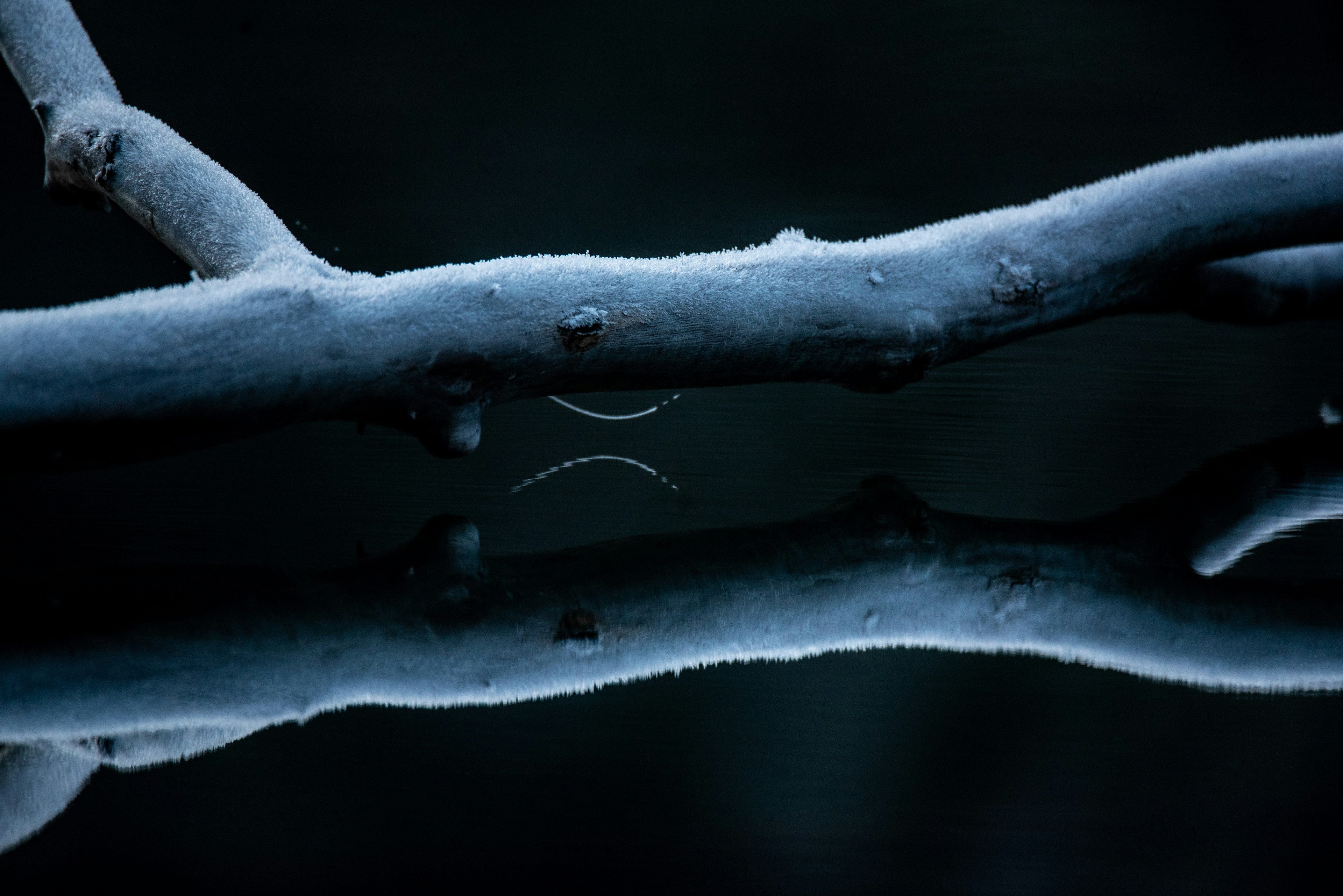 Bild eines frostbedeckten Zweigs, der sich im dunklen Wasser spiegelt