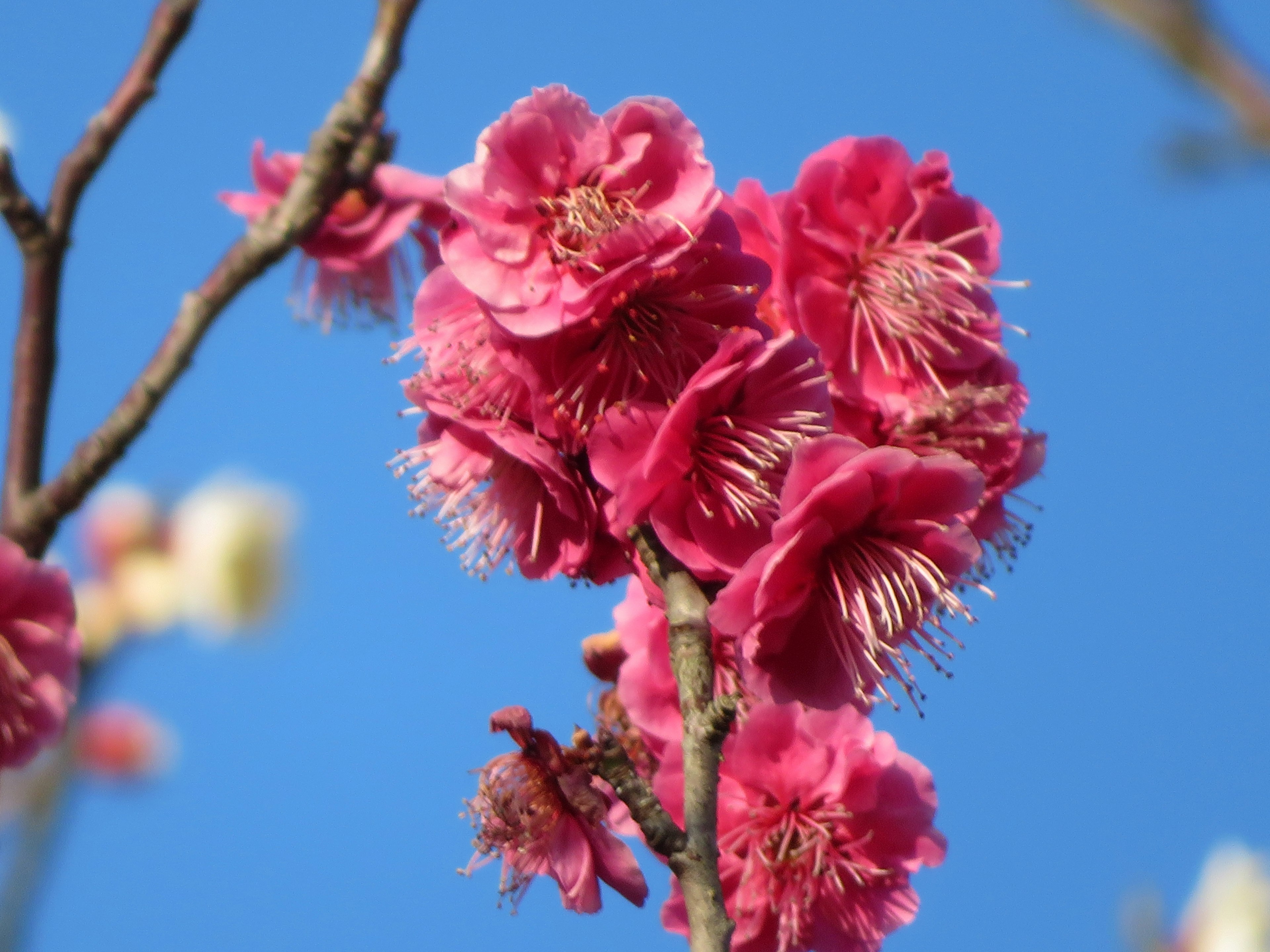 Branch with clusters of vibrant pink flowers against a blue sky