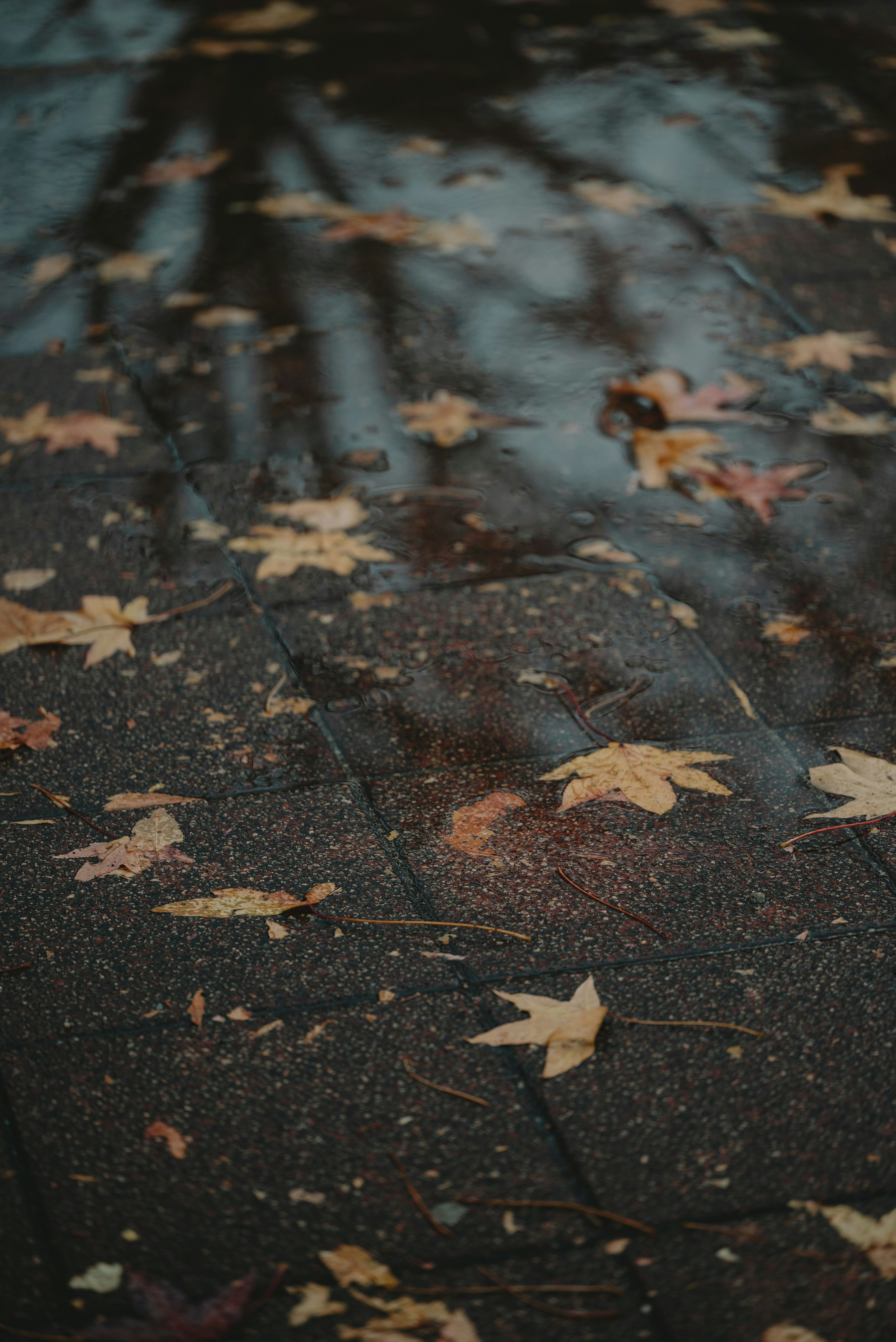 Autumn leaves scattered on a wet surface with reflections