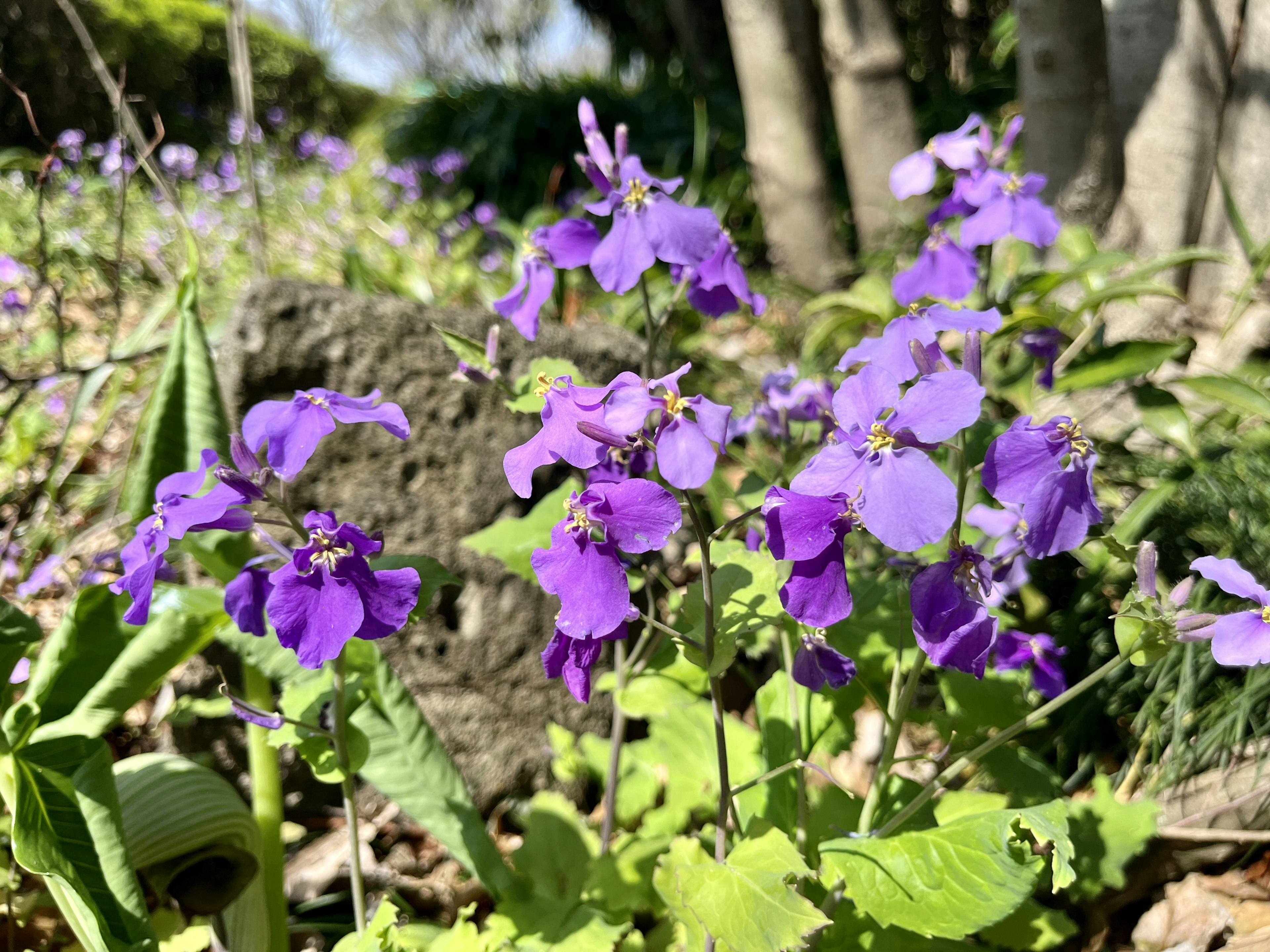 Grupo de flores moradas vibrantes entre el follaje verde