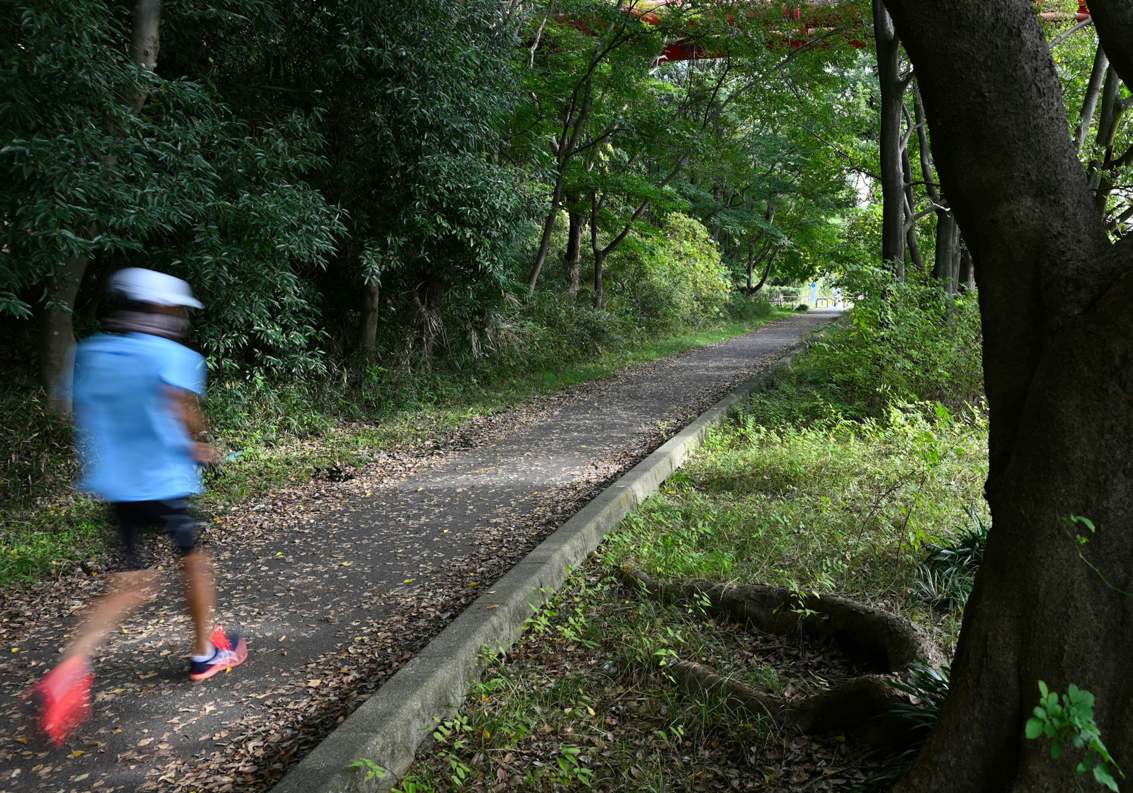 Eine Person joggt auf einem Weg umgeben von Grün