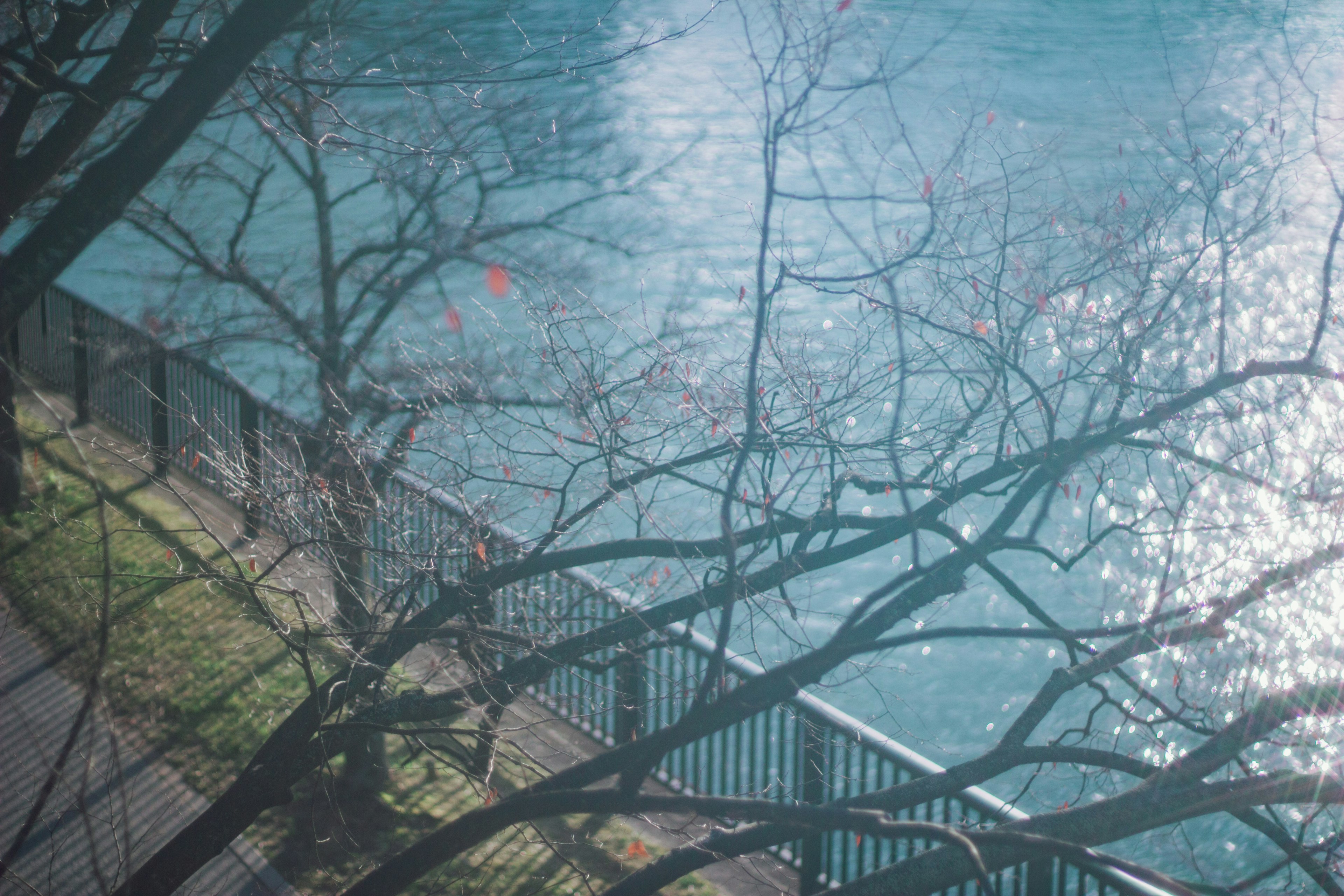 Vue pittoresque des branches d'arbres et de la clôture réfléchies dans l'eau bleue