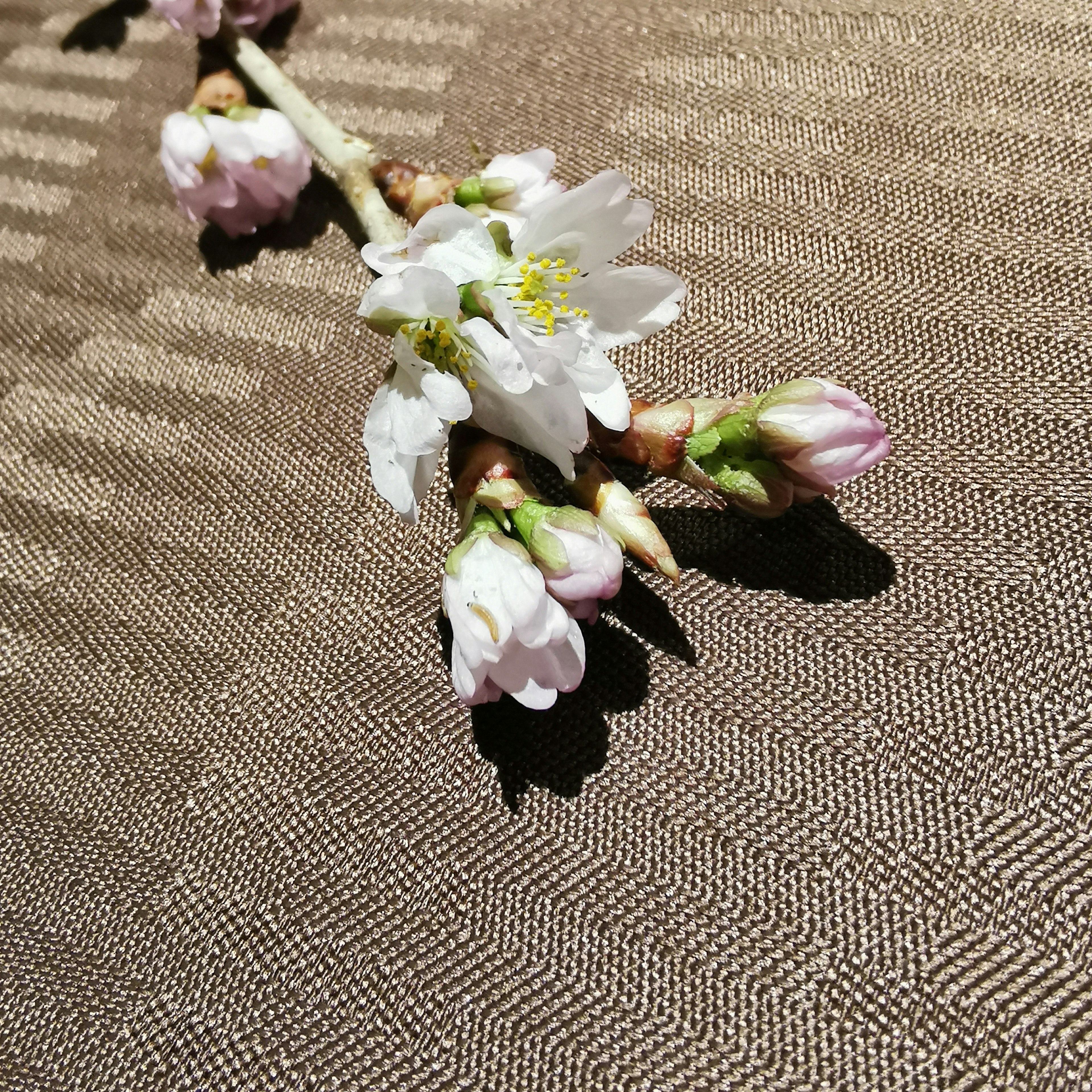 Zweig mit weißen Blumen und rosa Knospen