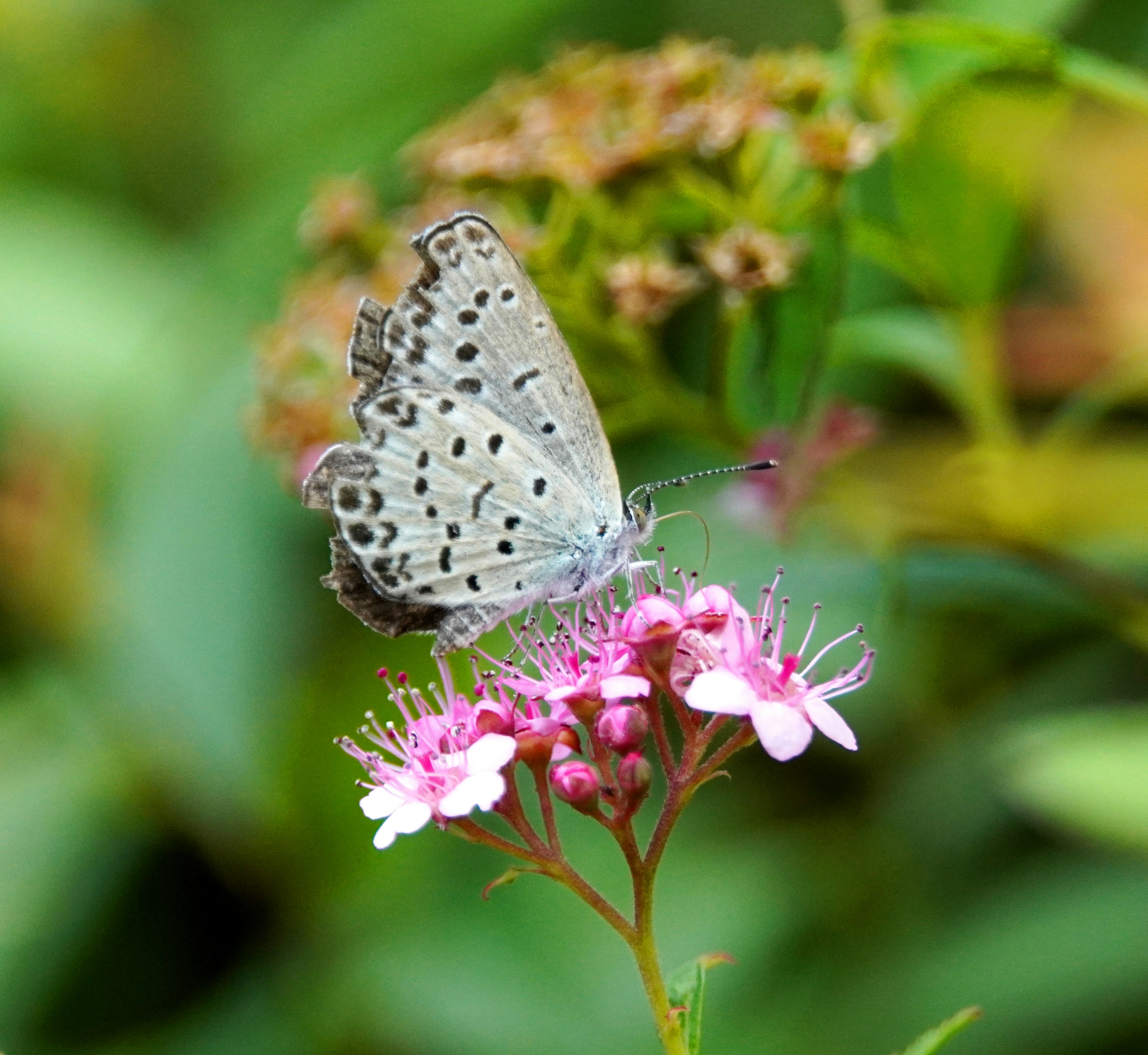 Ein blauer Schmetterling, der auf rosa Blumen in einem üppigen Garten sitzt