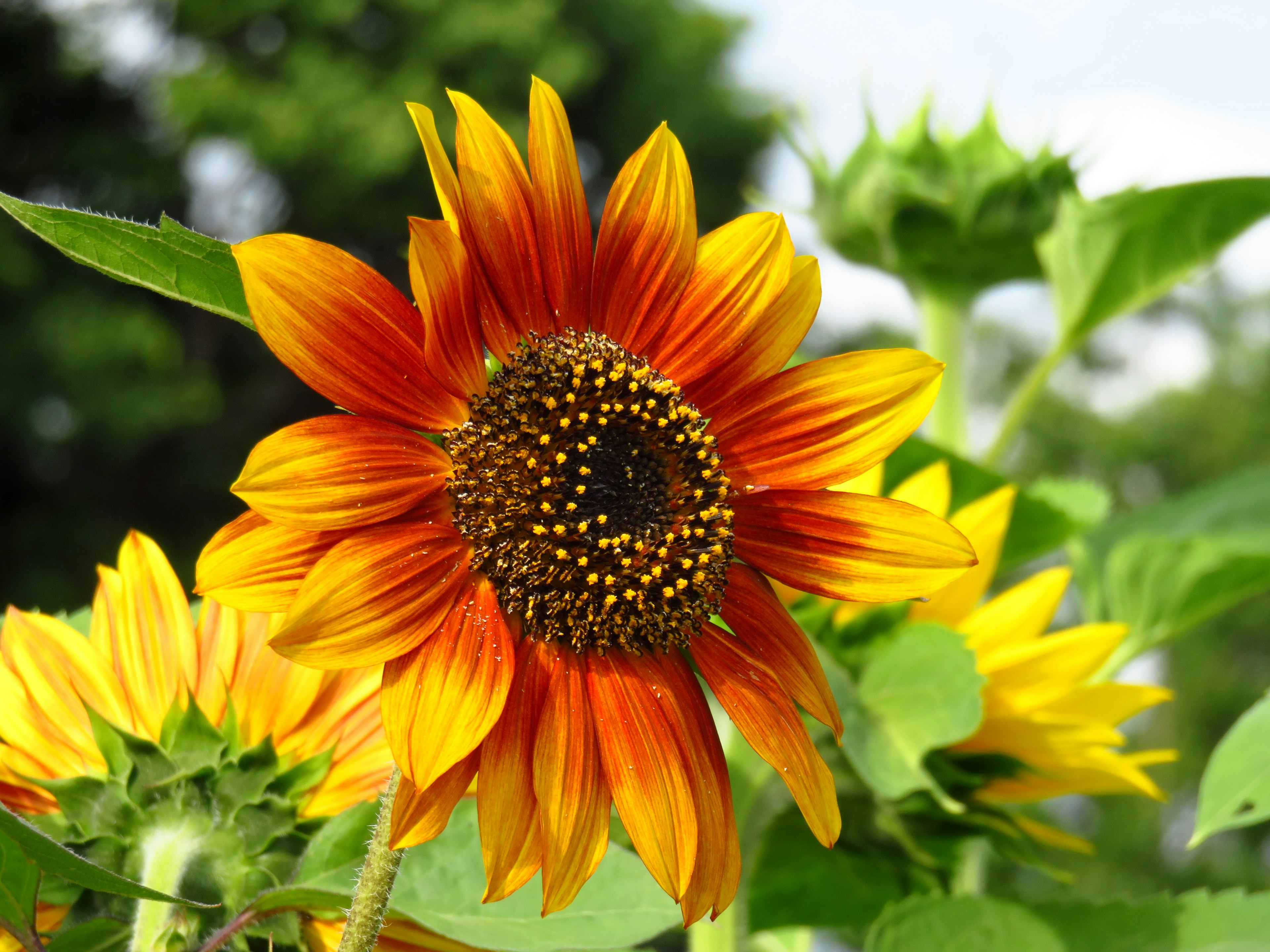 Bright orange and yellow sunflower blooming among green leaves