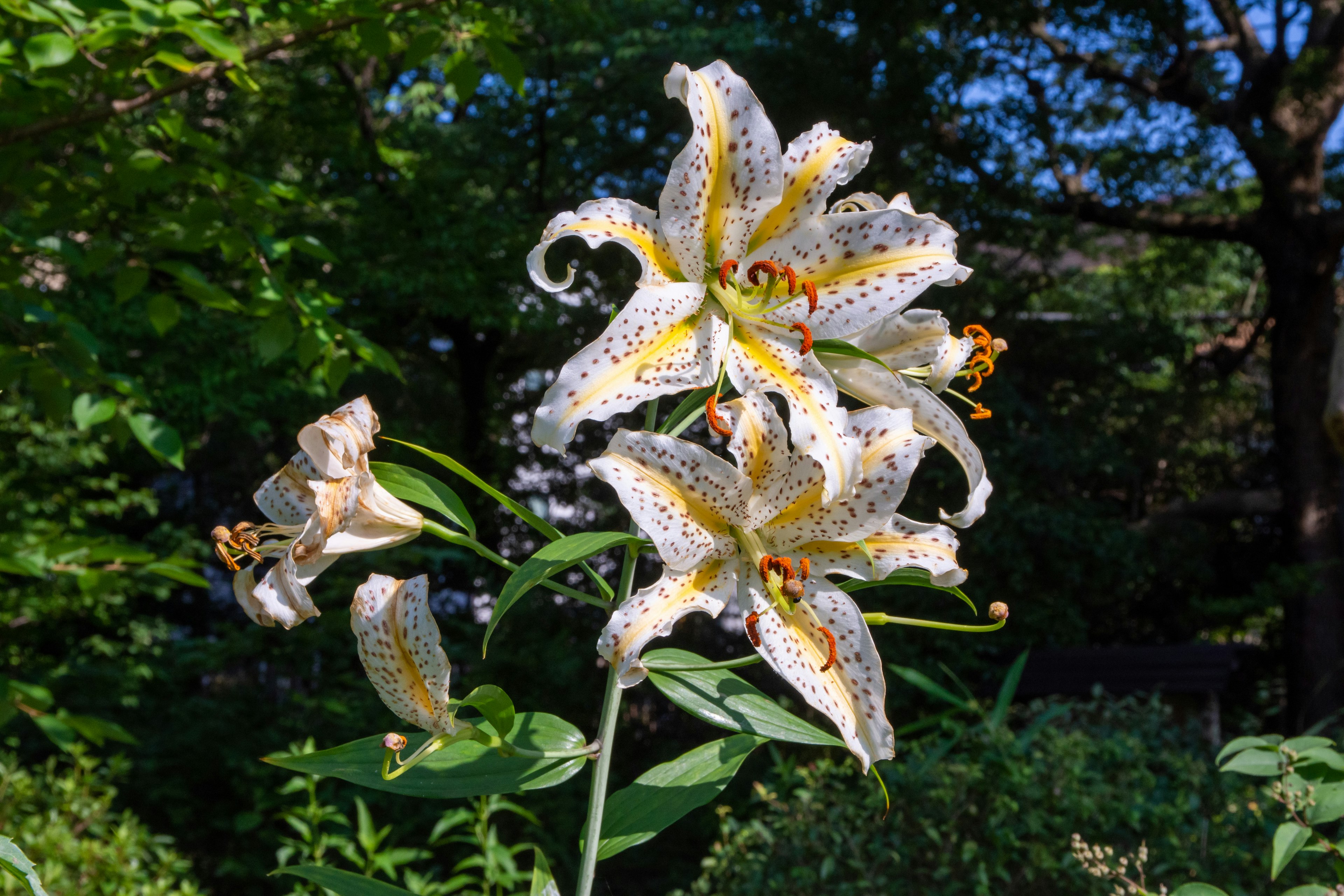 白と黄色の斑点のあるユリの花が咲いている