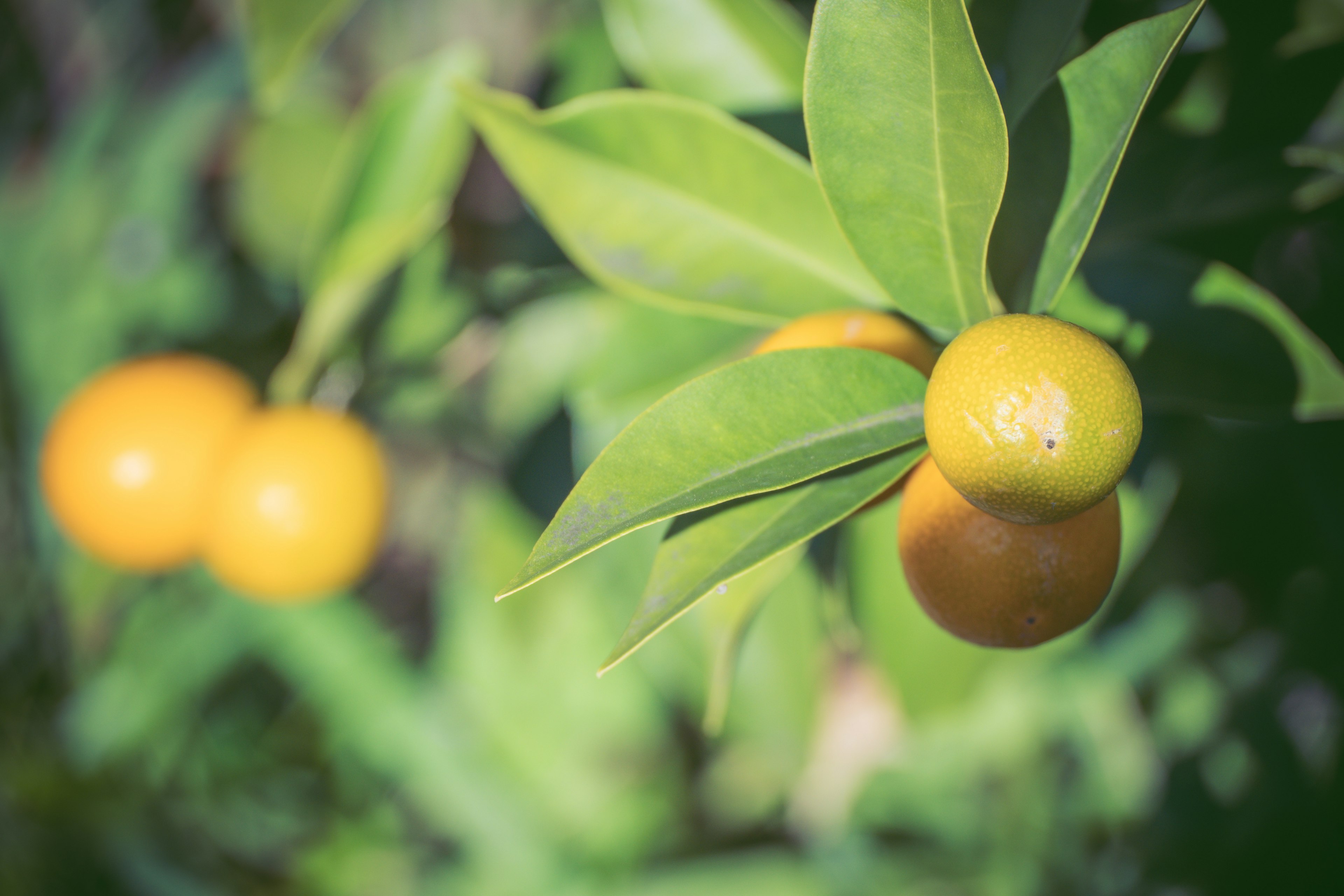 Nahaufnahme von orangefarbenen Früchten umgeben von grünen Blättern