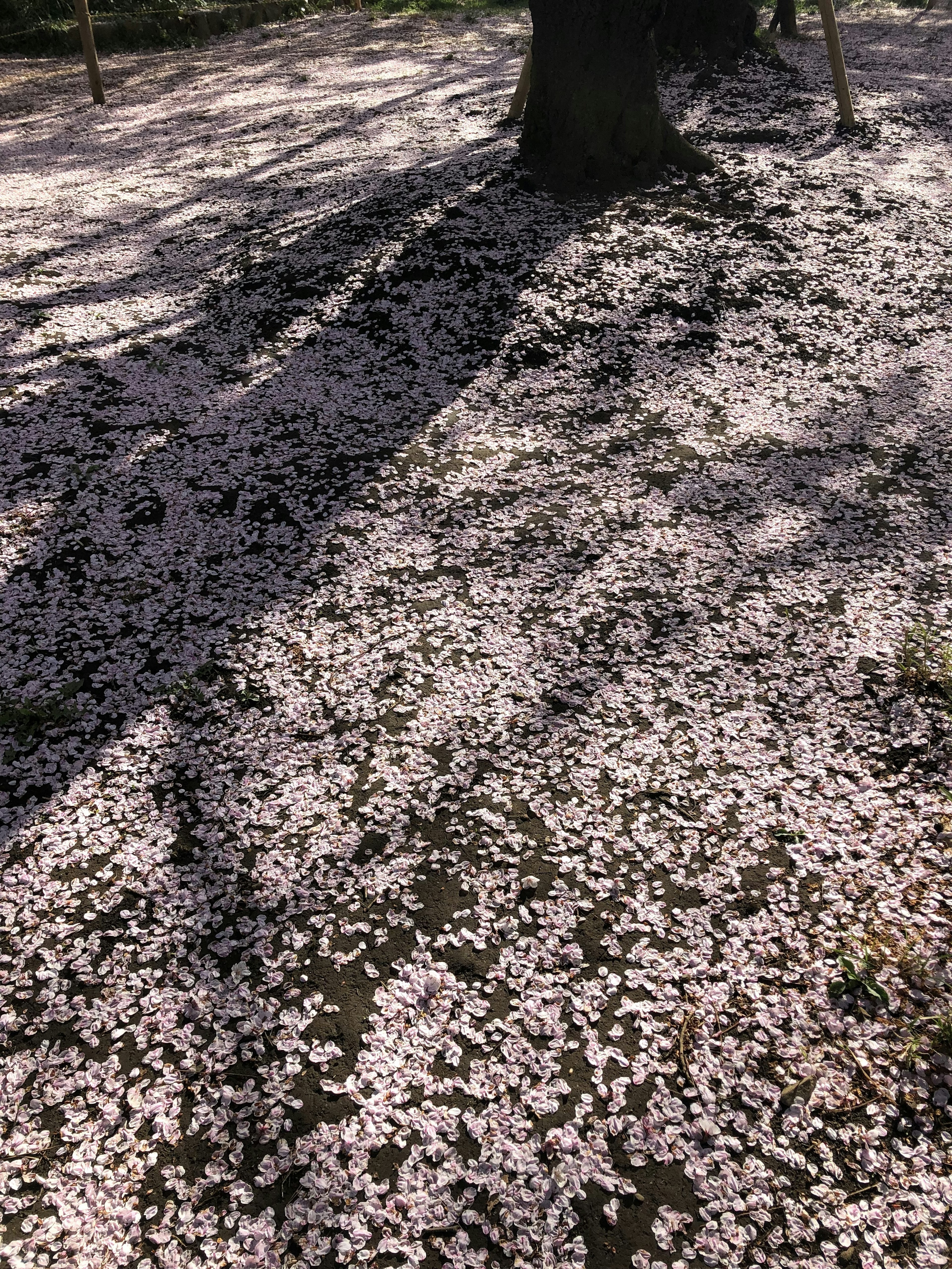 地面覆盖着落下的樱花花瓣