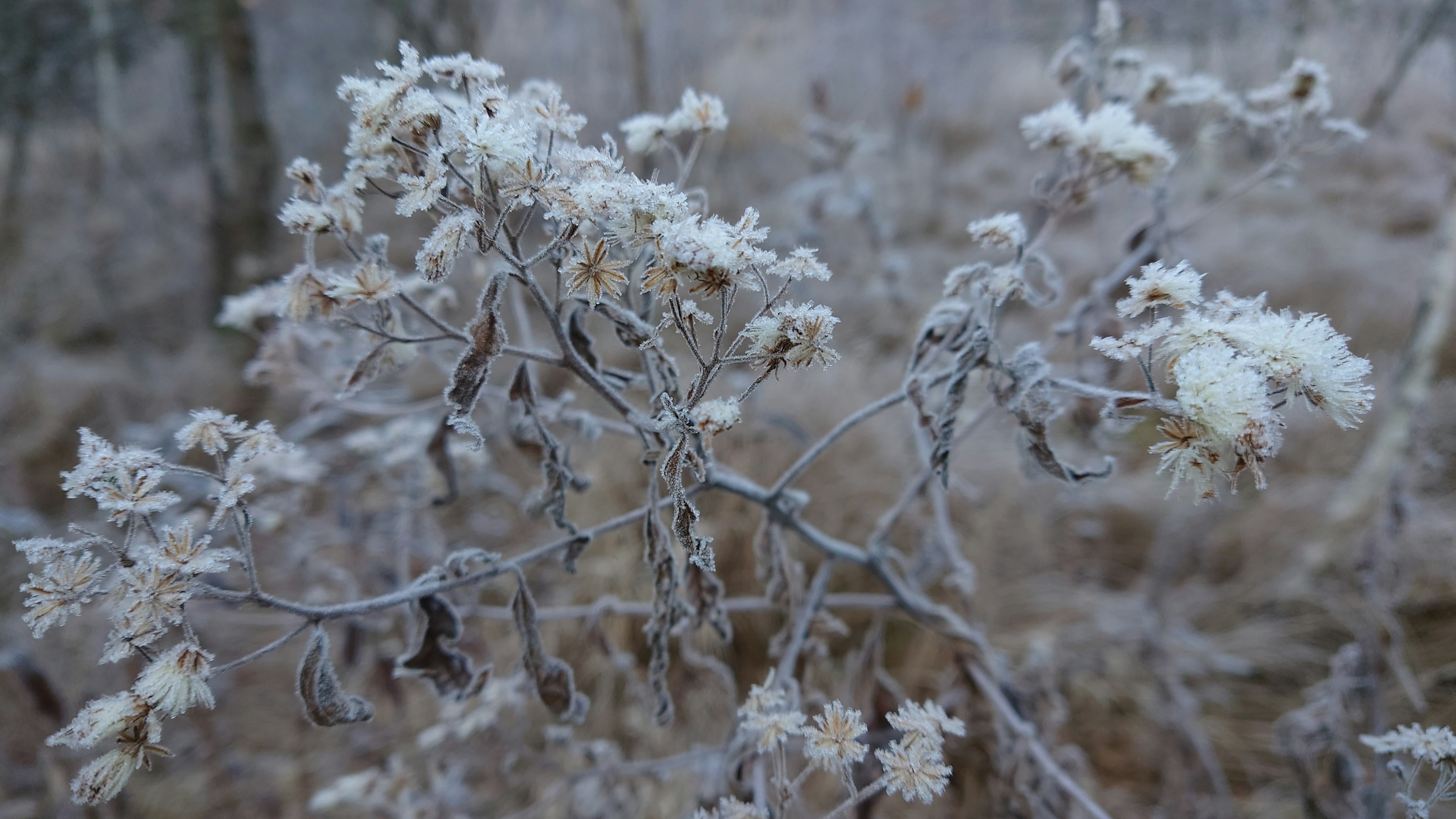 Primo piano di piante ghiacciate con brina bianca e fiori secchi