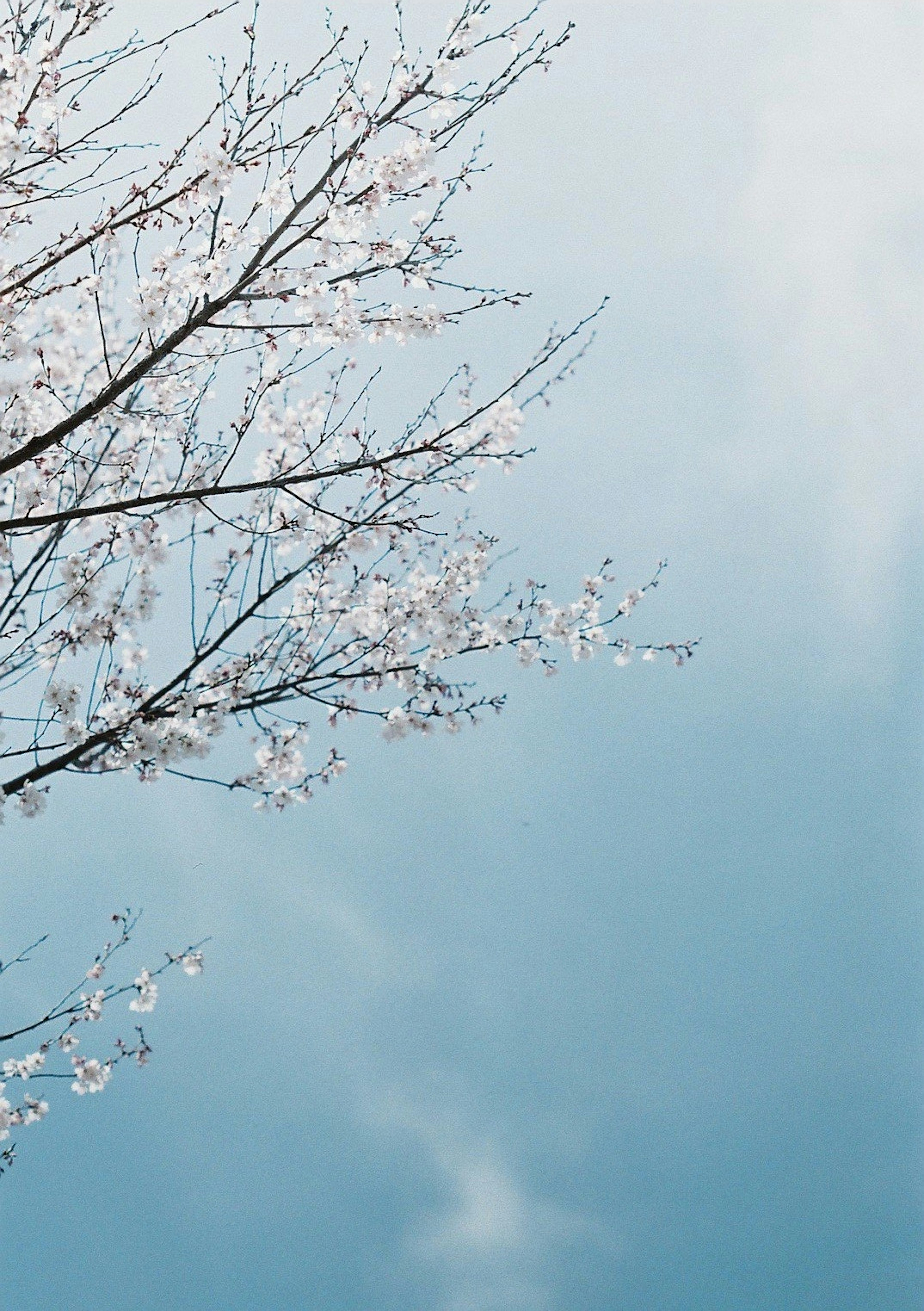 青空に映える桜の花が咲いている枝