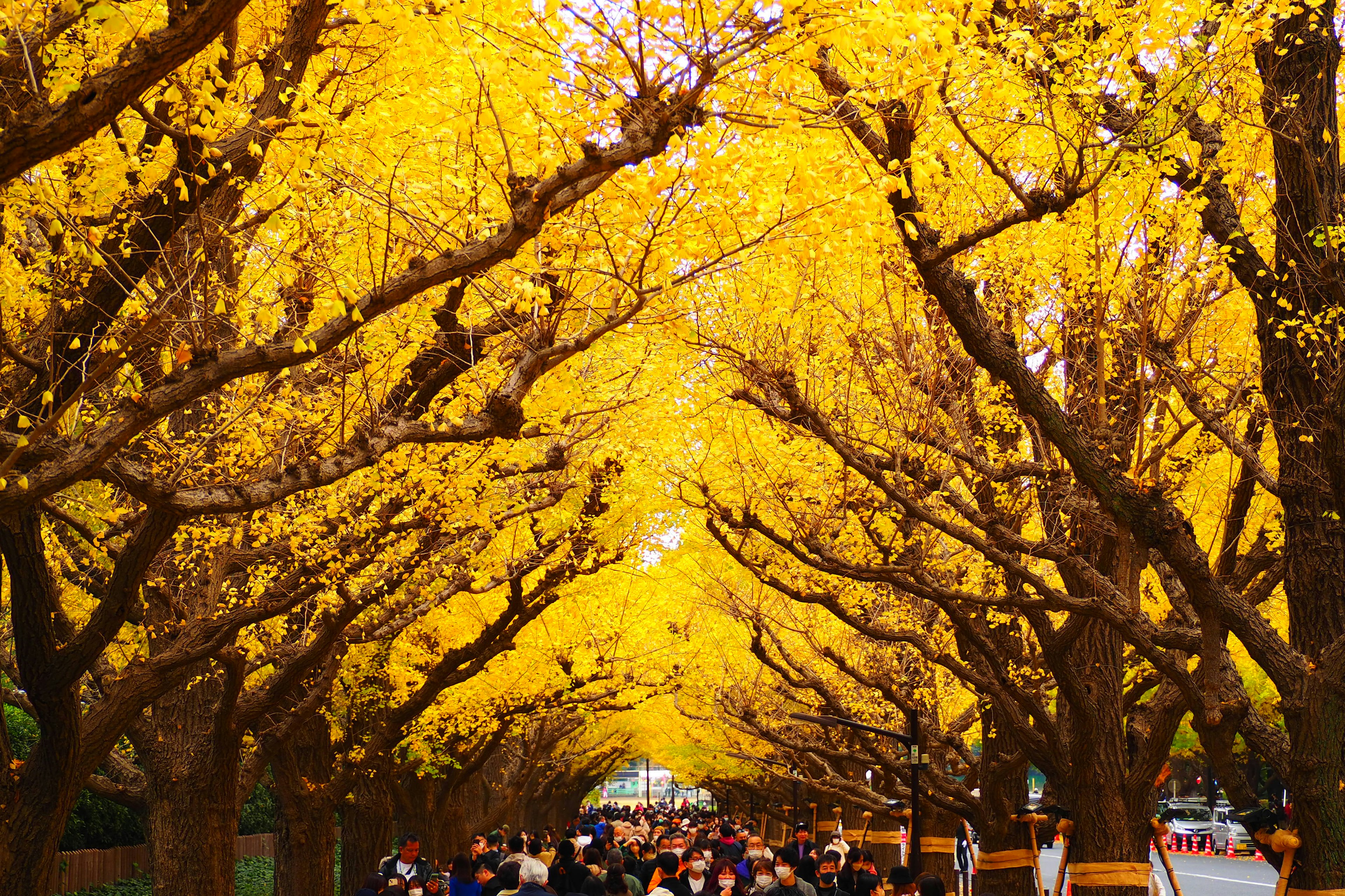 Des gens marchant sous des arbres aux feuilles jaunes vives