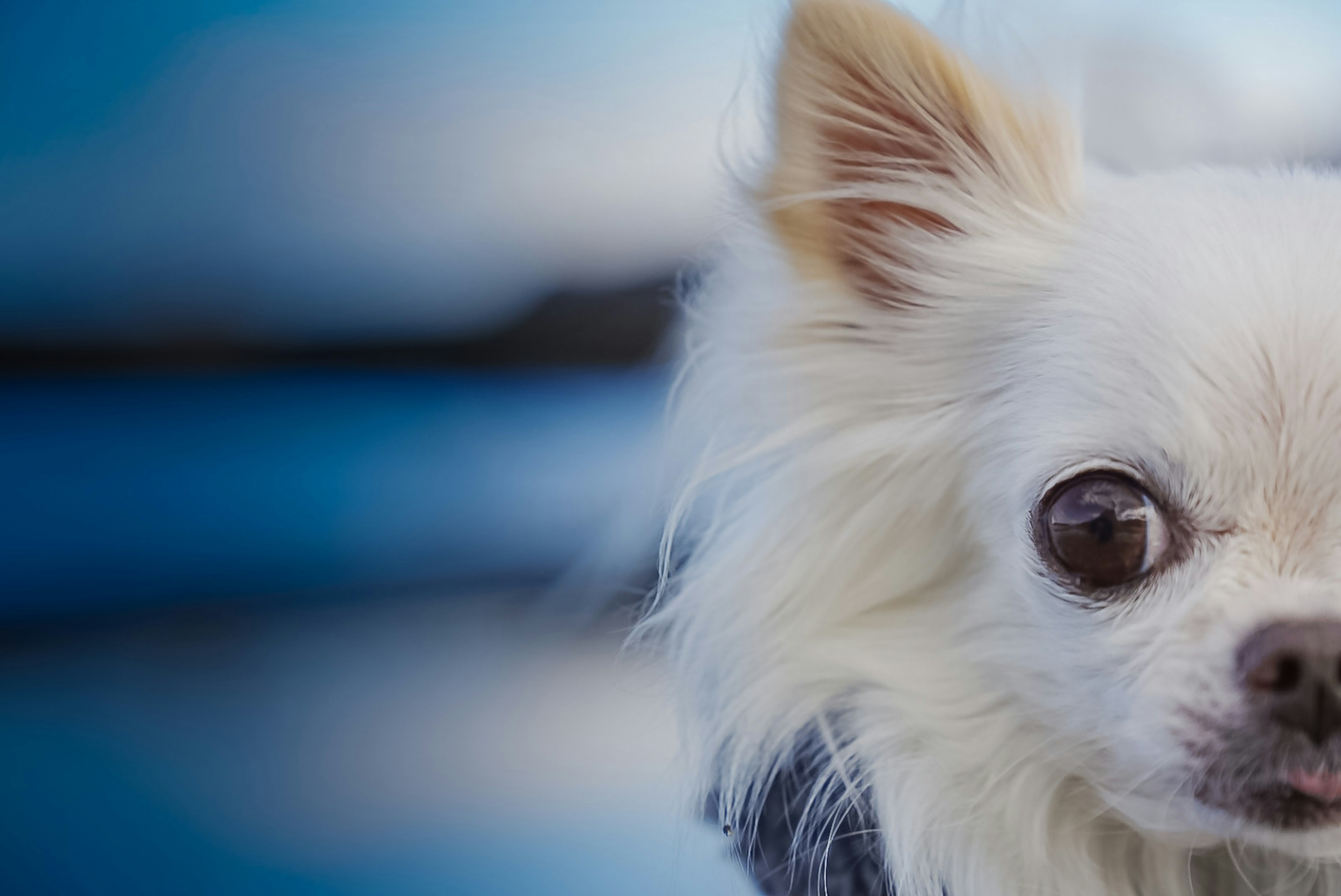 Nahaufnahme des Gesichts eines weißen Chihuahuas mit verschwommenem blauen Hintergrund