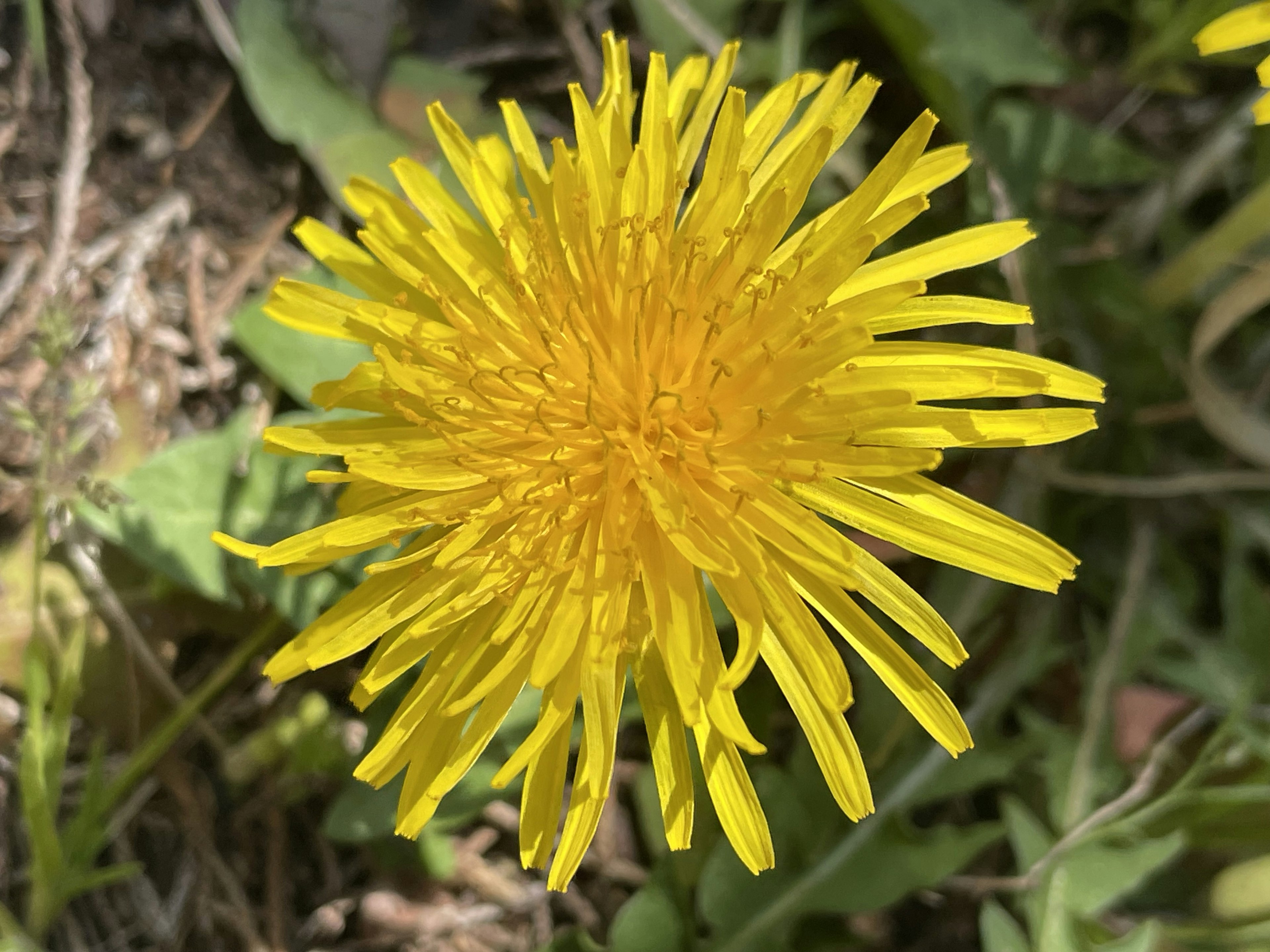 Fleur de pissenlit jaune vif en pleine floraison