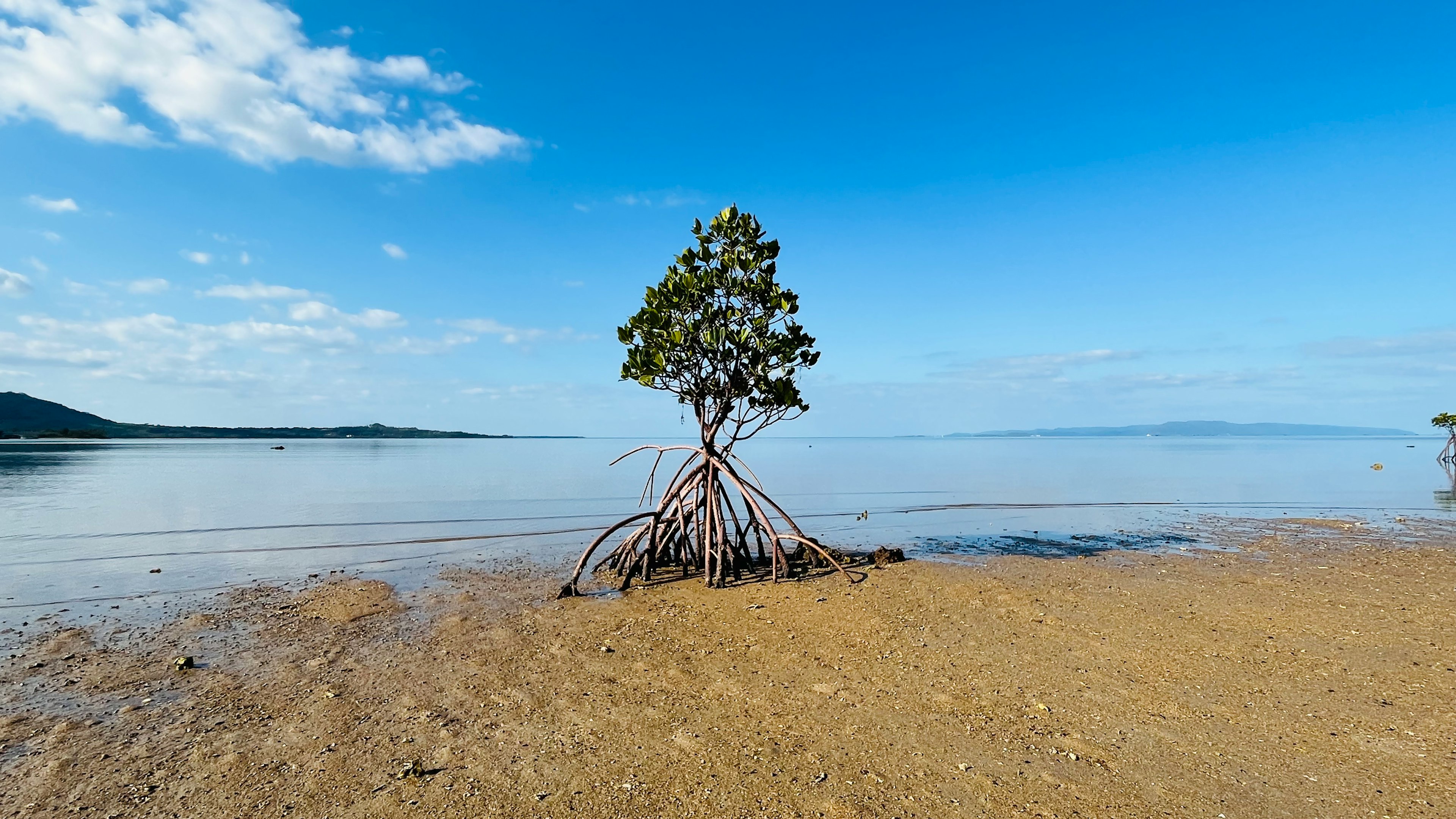 Mangrovenbaum steht im ruhigen Wasser unter blauem Himmel