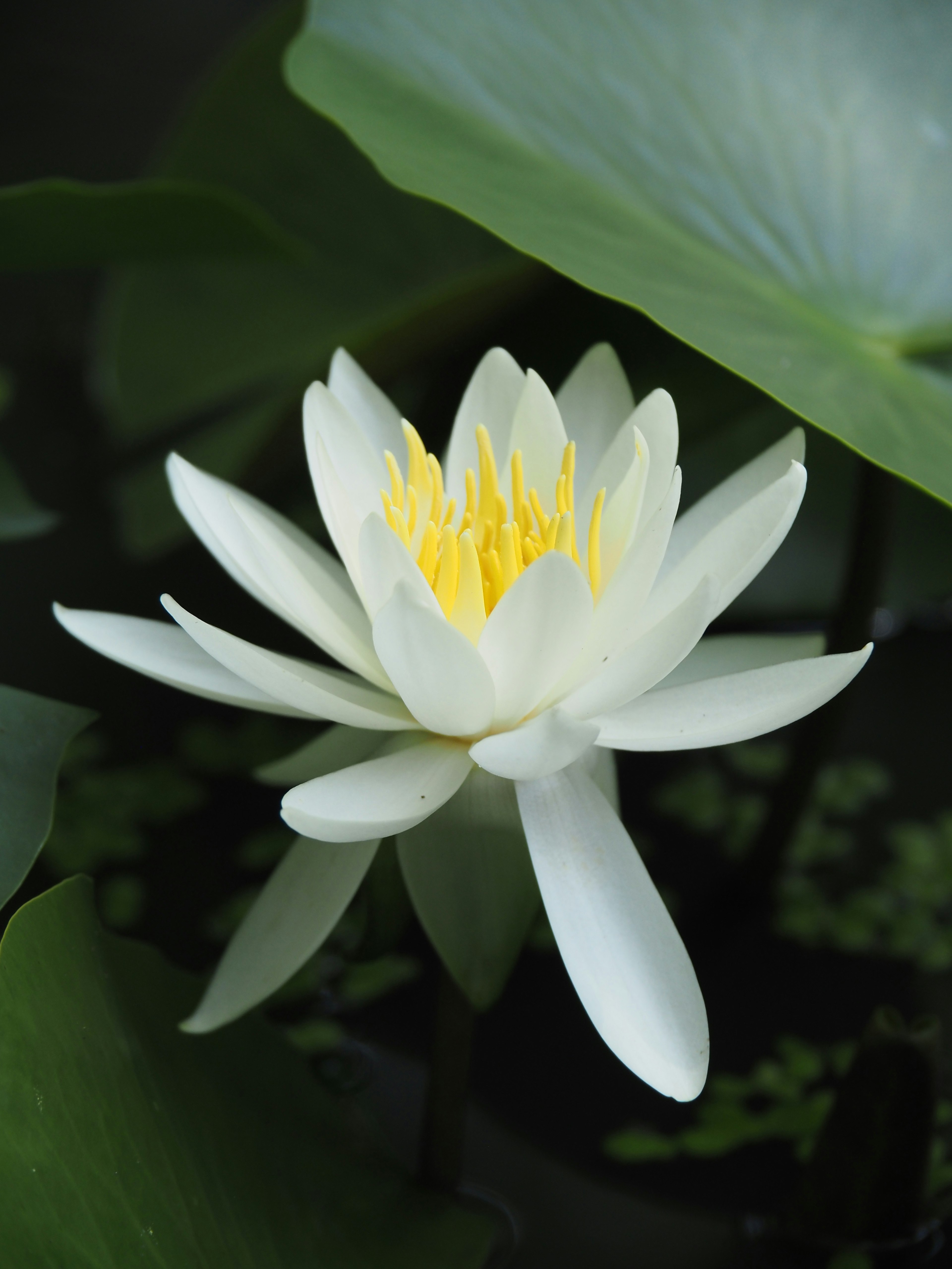 Hermosa flor de lirio de agua blanca con estambres amarillos rodeada de hojas verdes