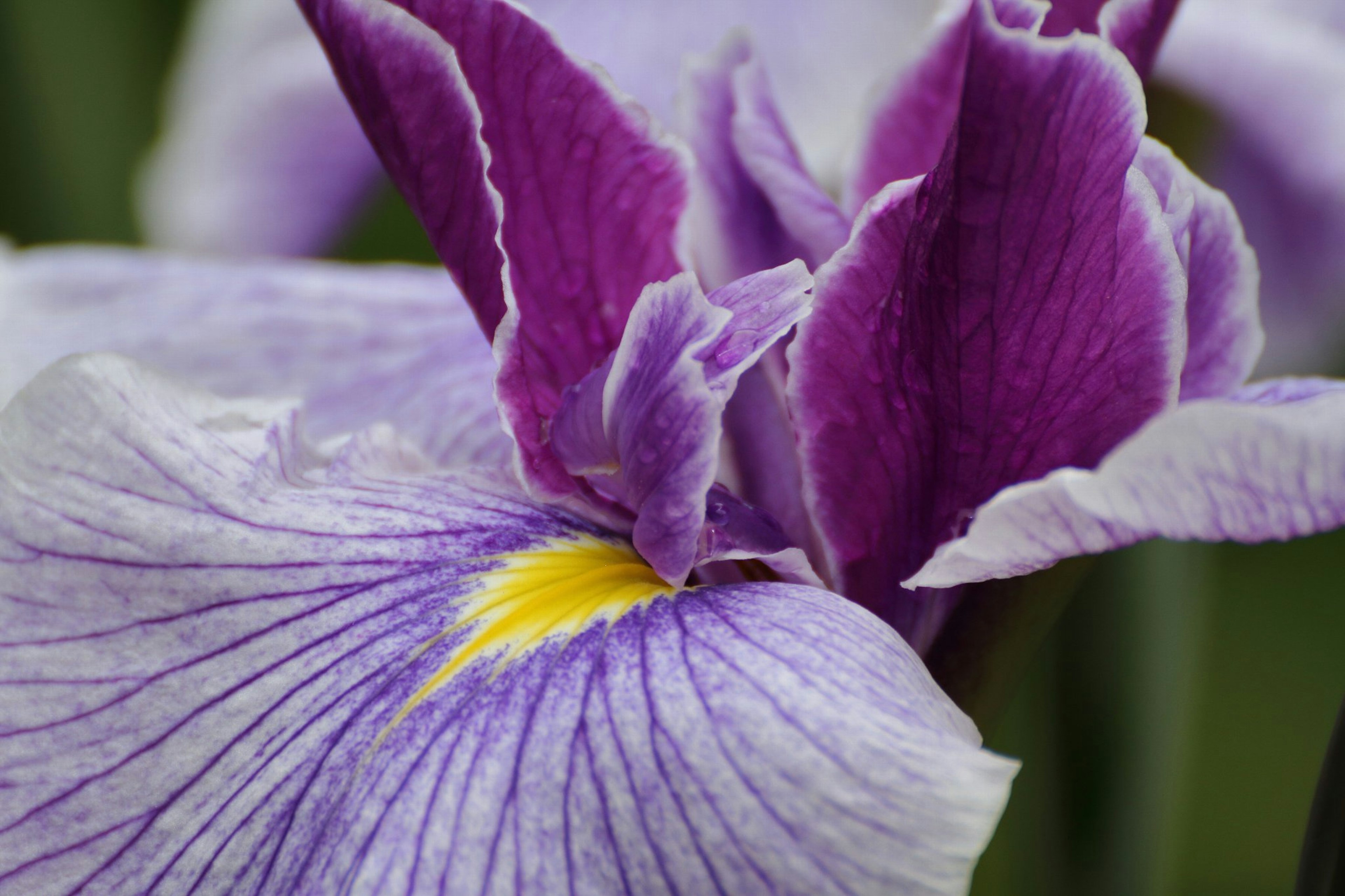 Foto close-up bunga iris ungu dengan kelopak halus dan pusat kuning