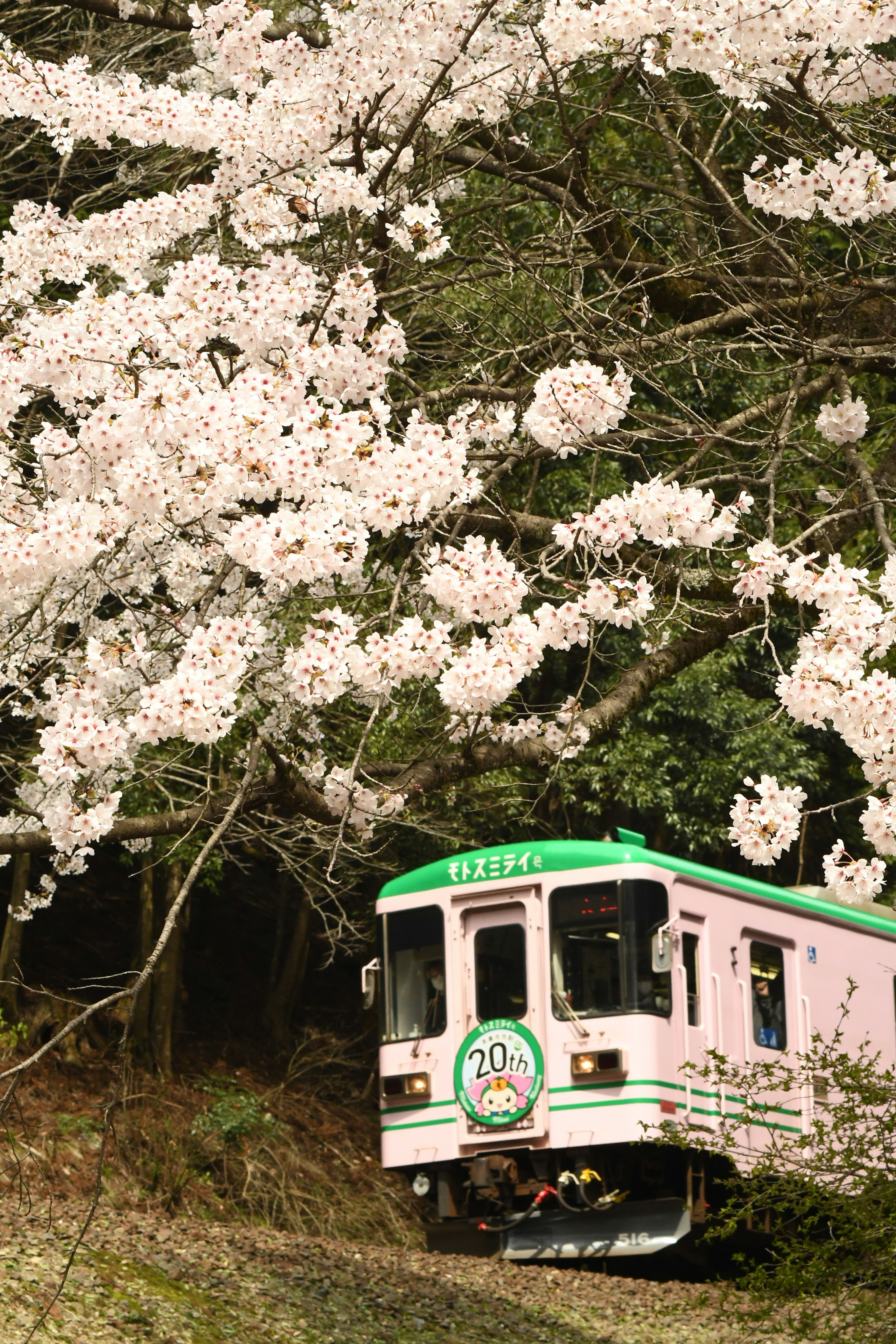 桜の木の下を走るピンクの列車