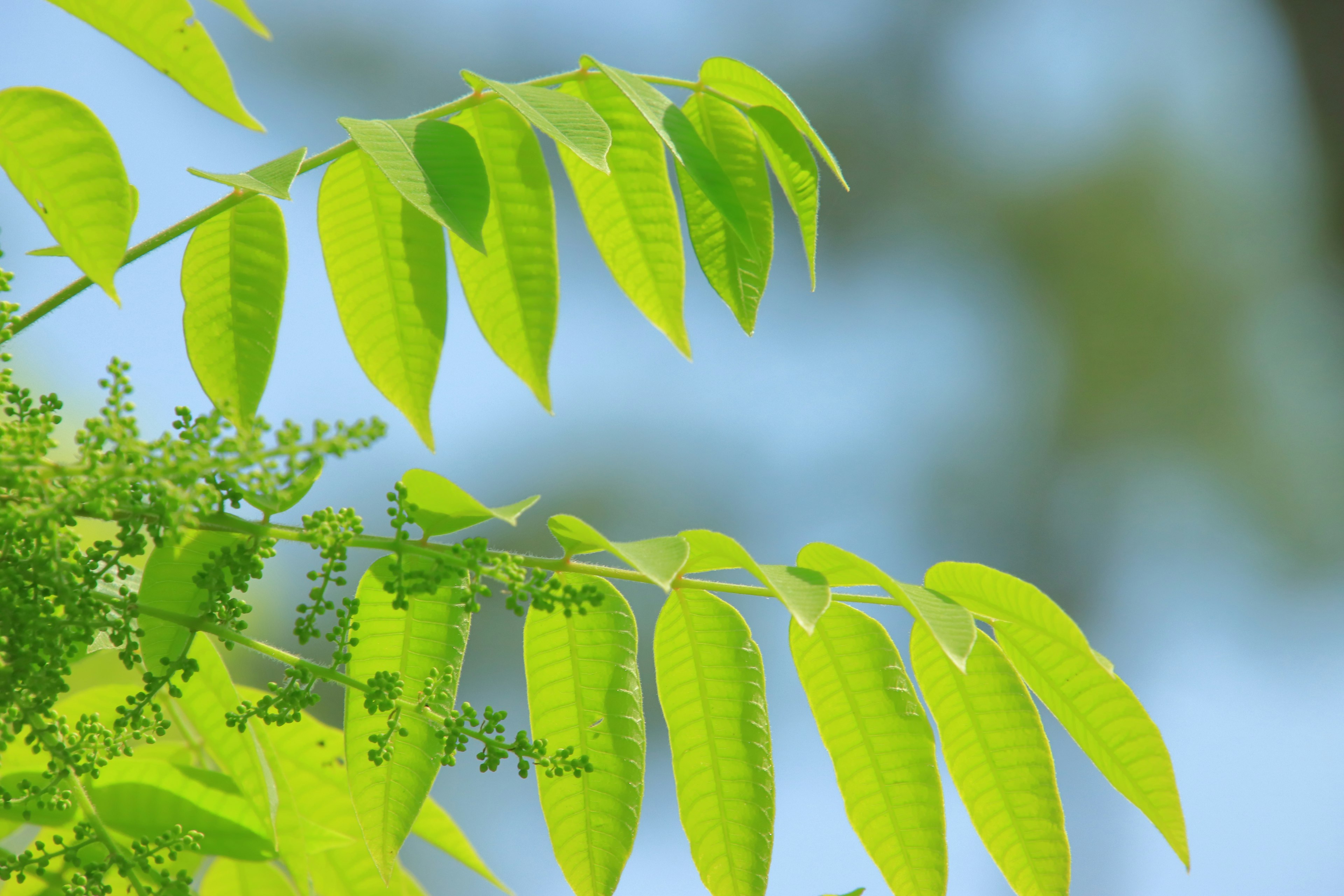 Feuilles vertes vibrantes sur fond de ciel bleu