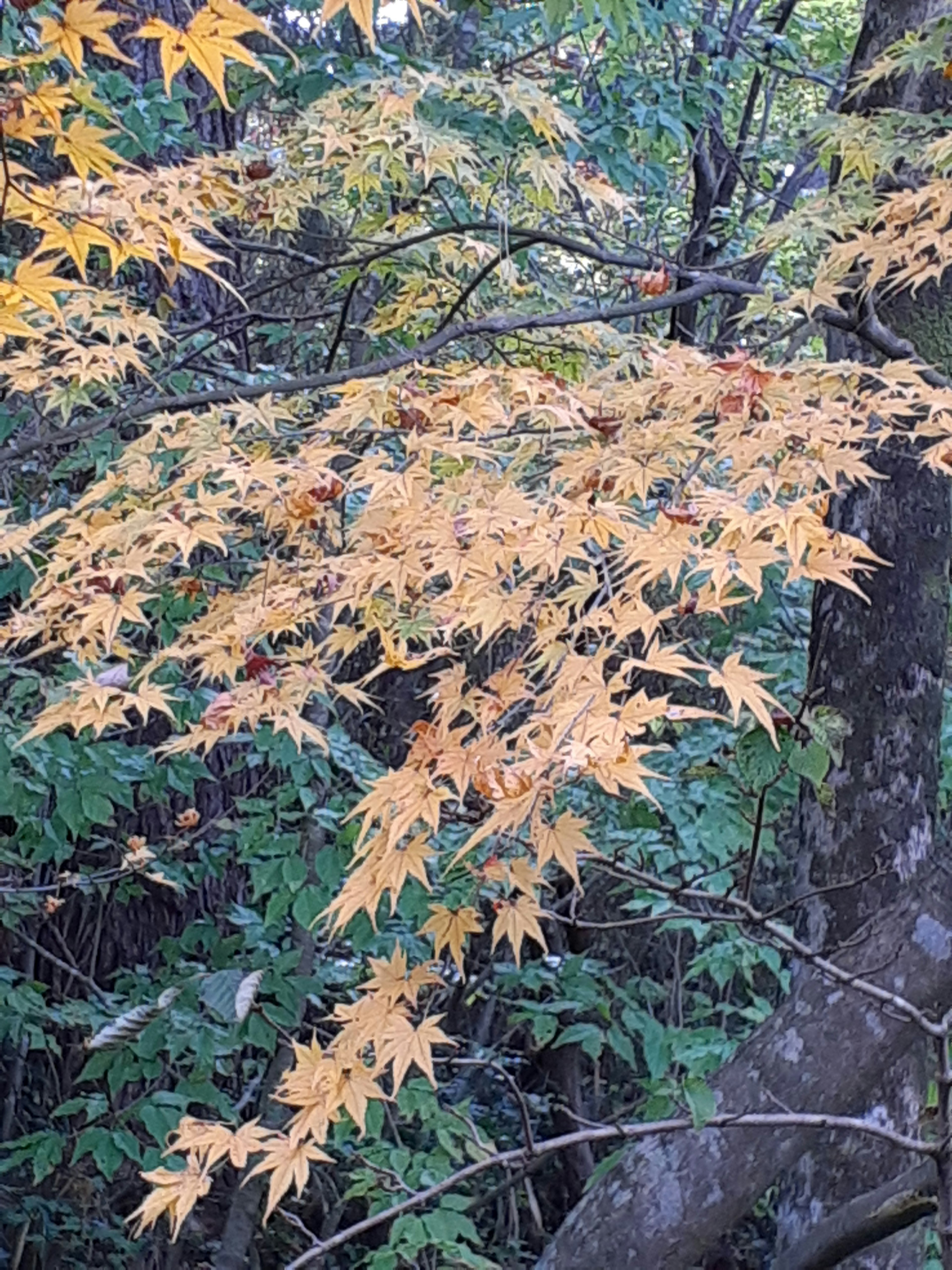 鮮やかな黄色のカエデの葉が木に茂っている風景