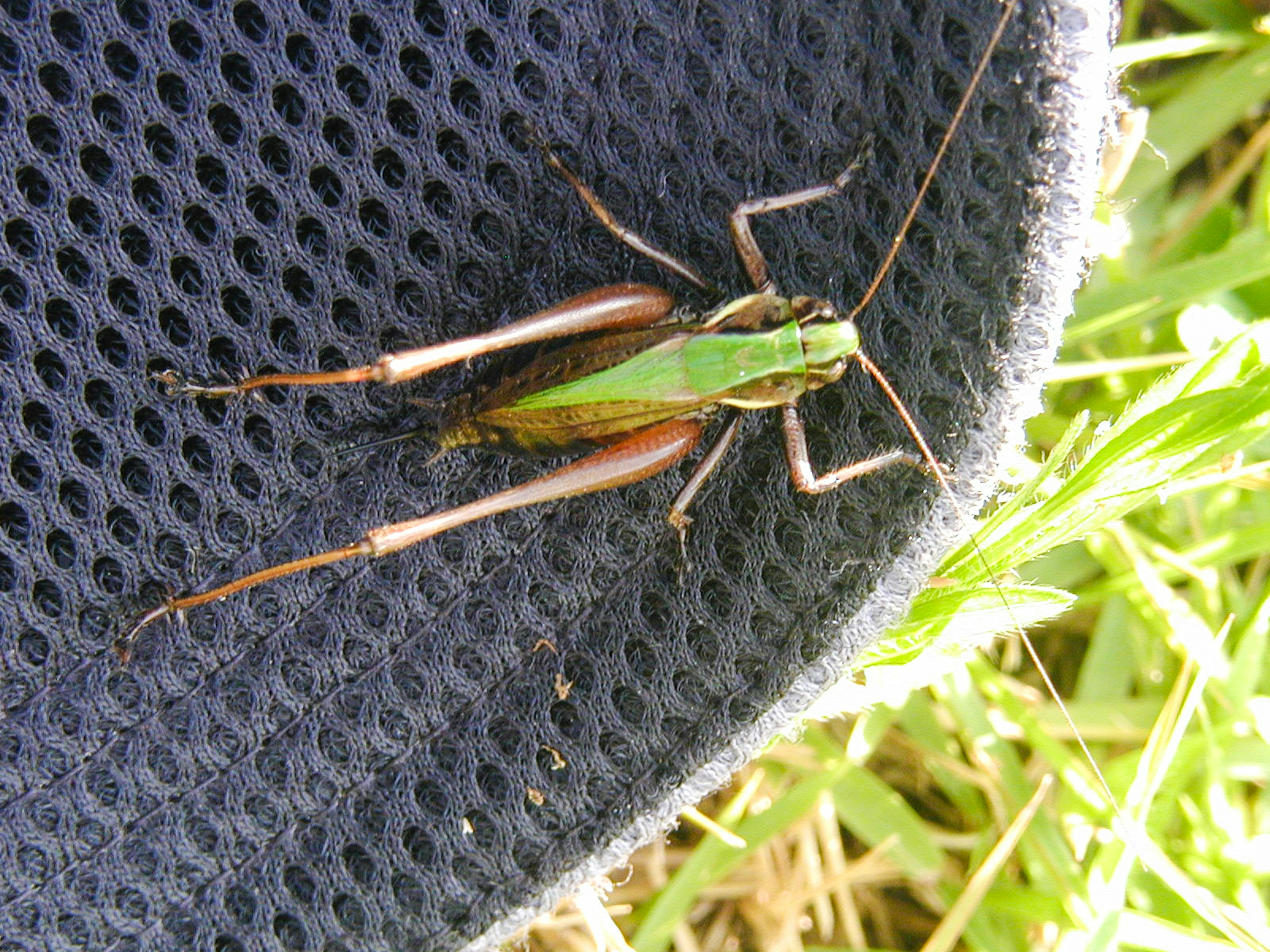 Cavalletta verde su tessuto a rete nera