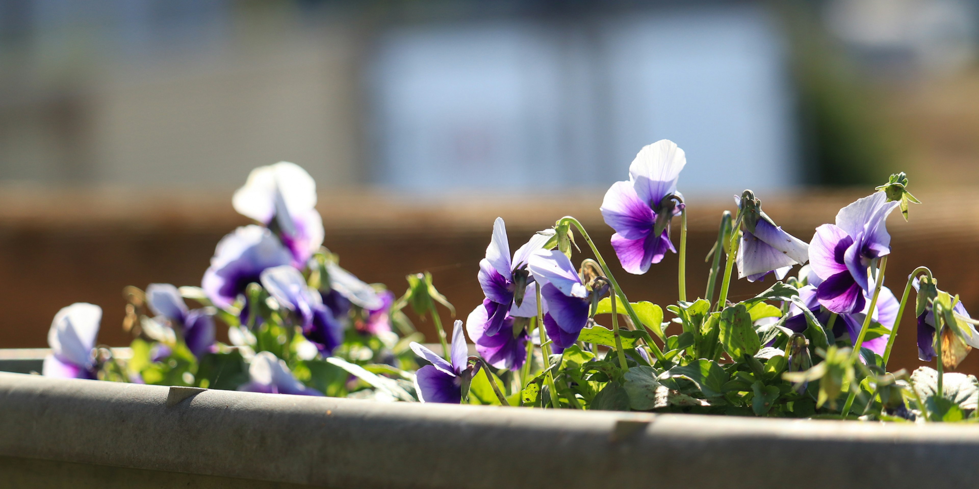 Nahaufnahme von lila Stiefmütterchen in einem Blumentopf